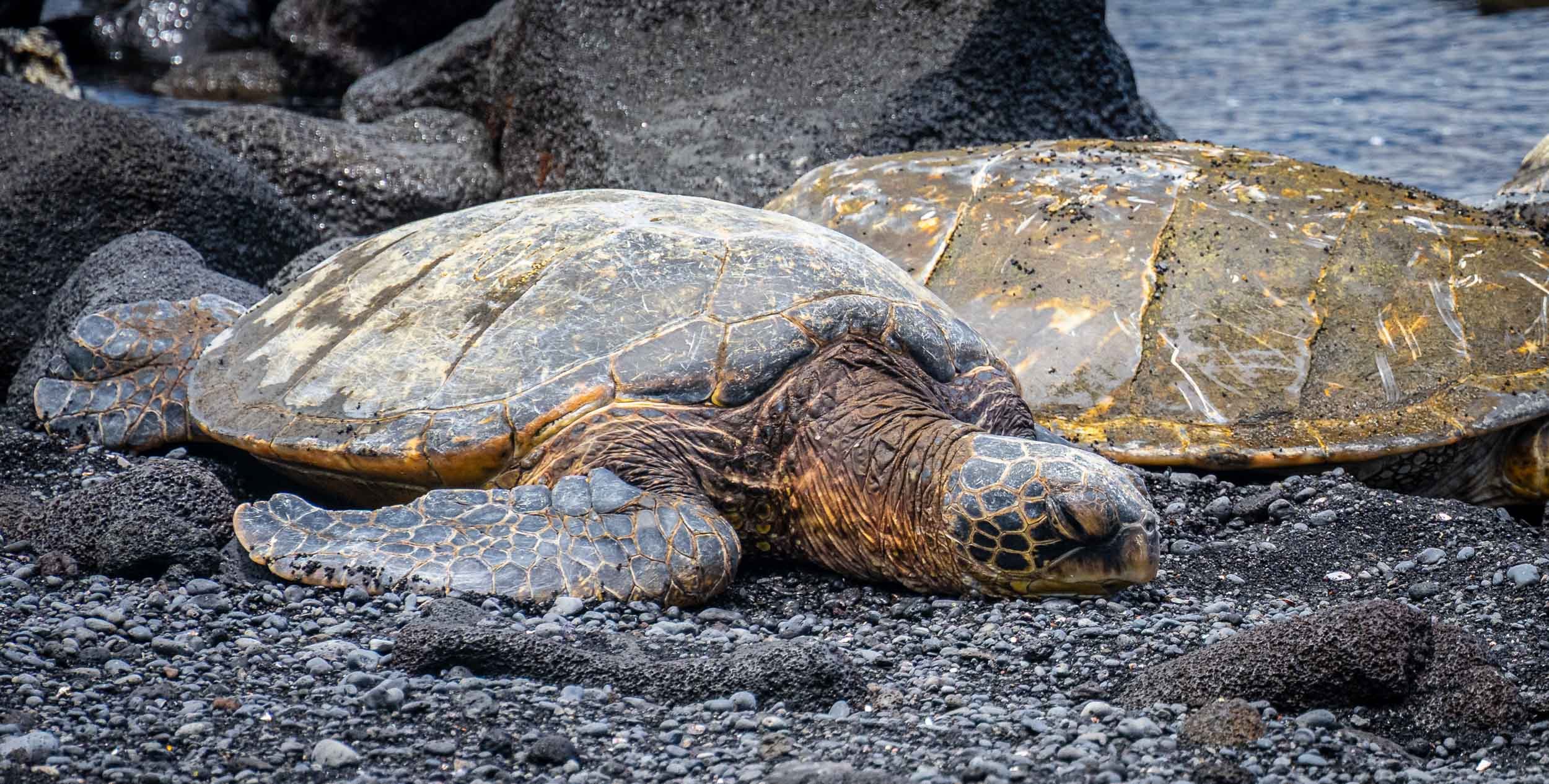 Black Sand Beach Sea Turtles