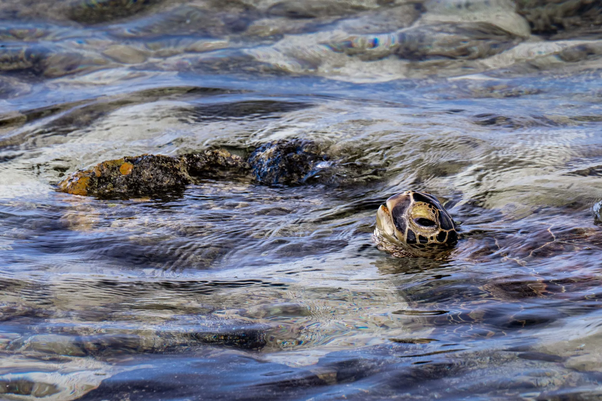 Kona Sea Turtle