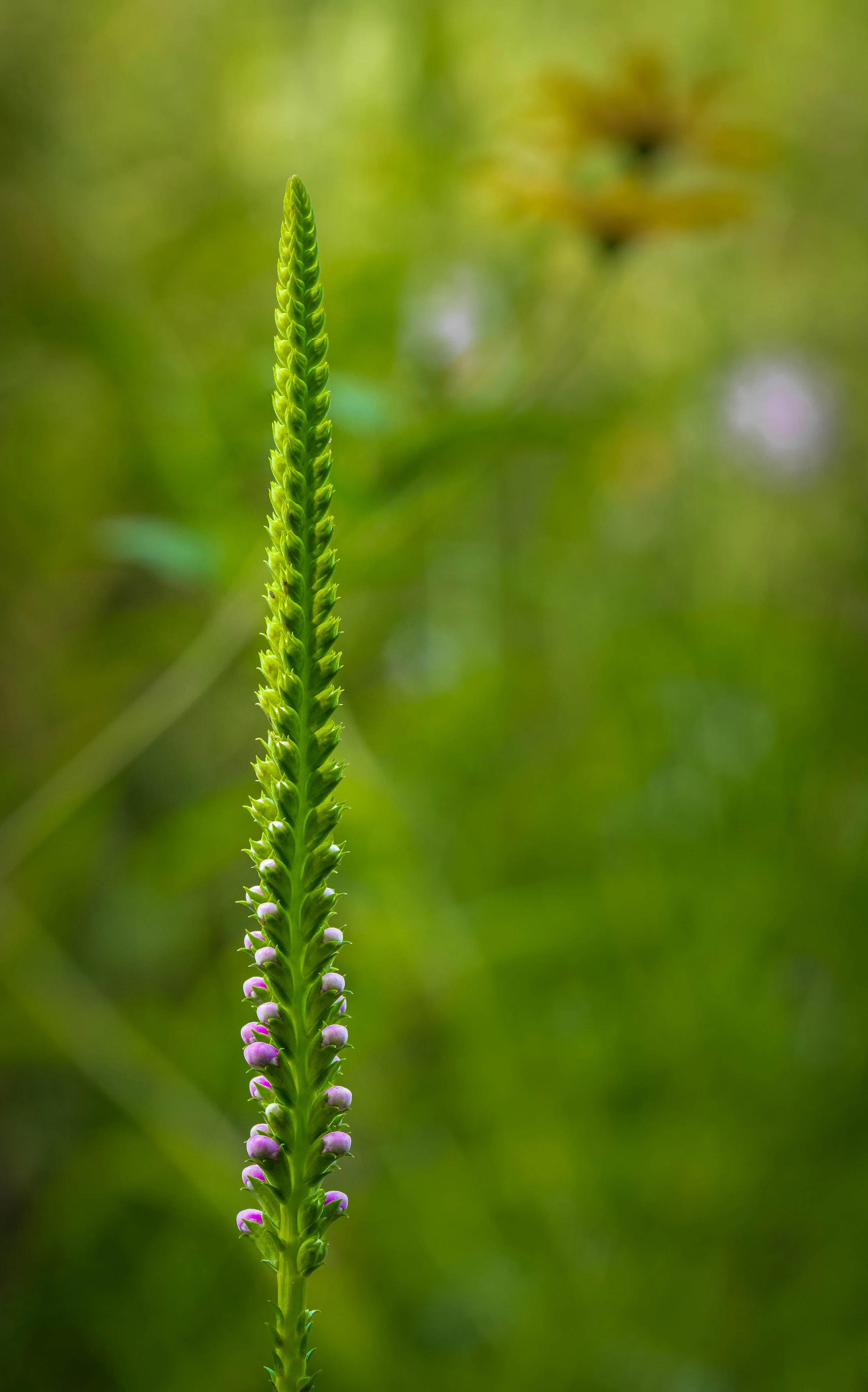 False Dragonhead