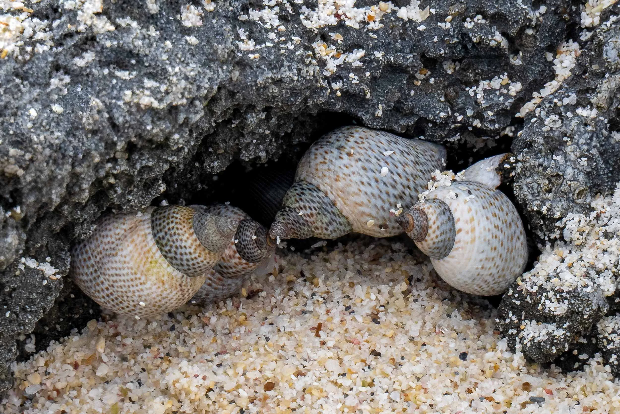 Beach Buddies