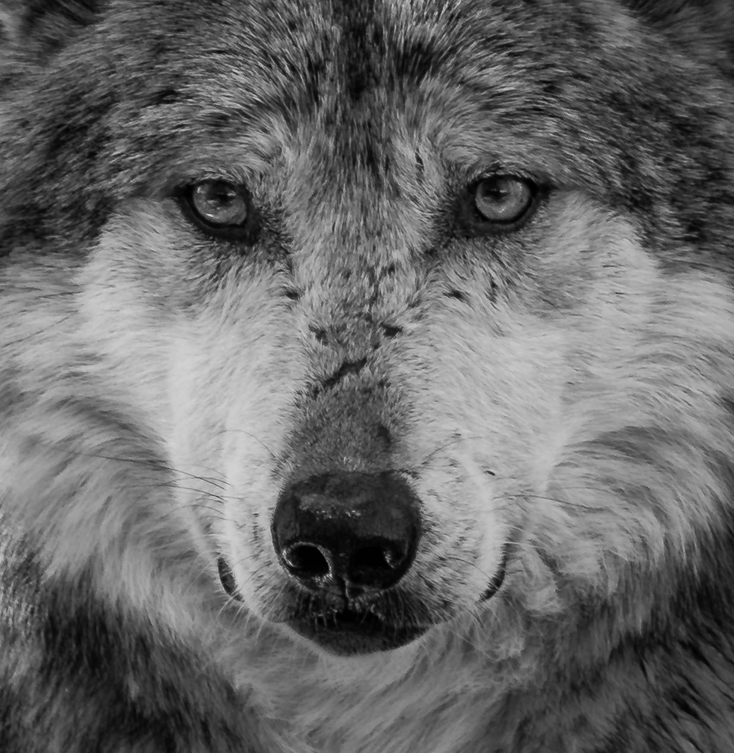 Big Bad Wolf