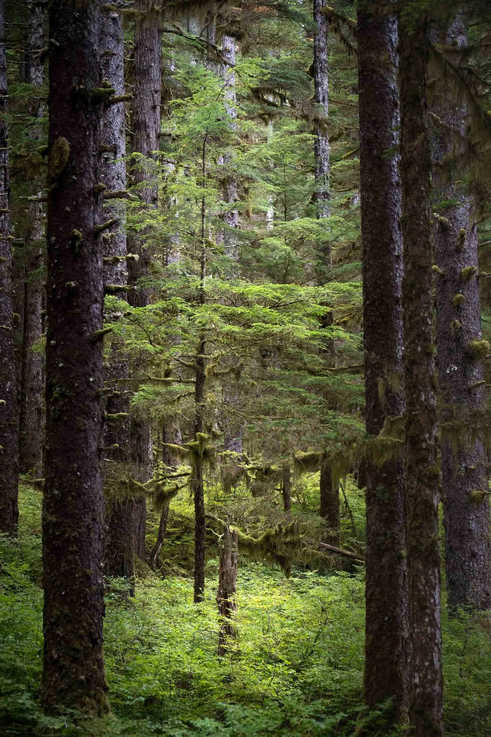 Glacier Bay - Rainforest Trail