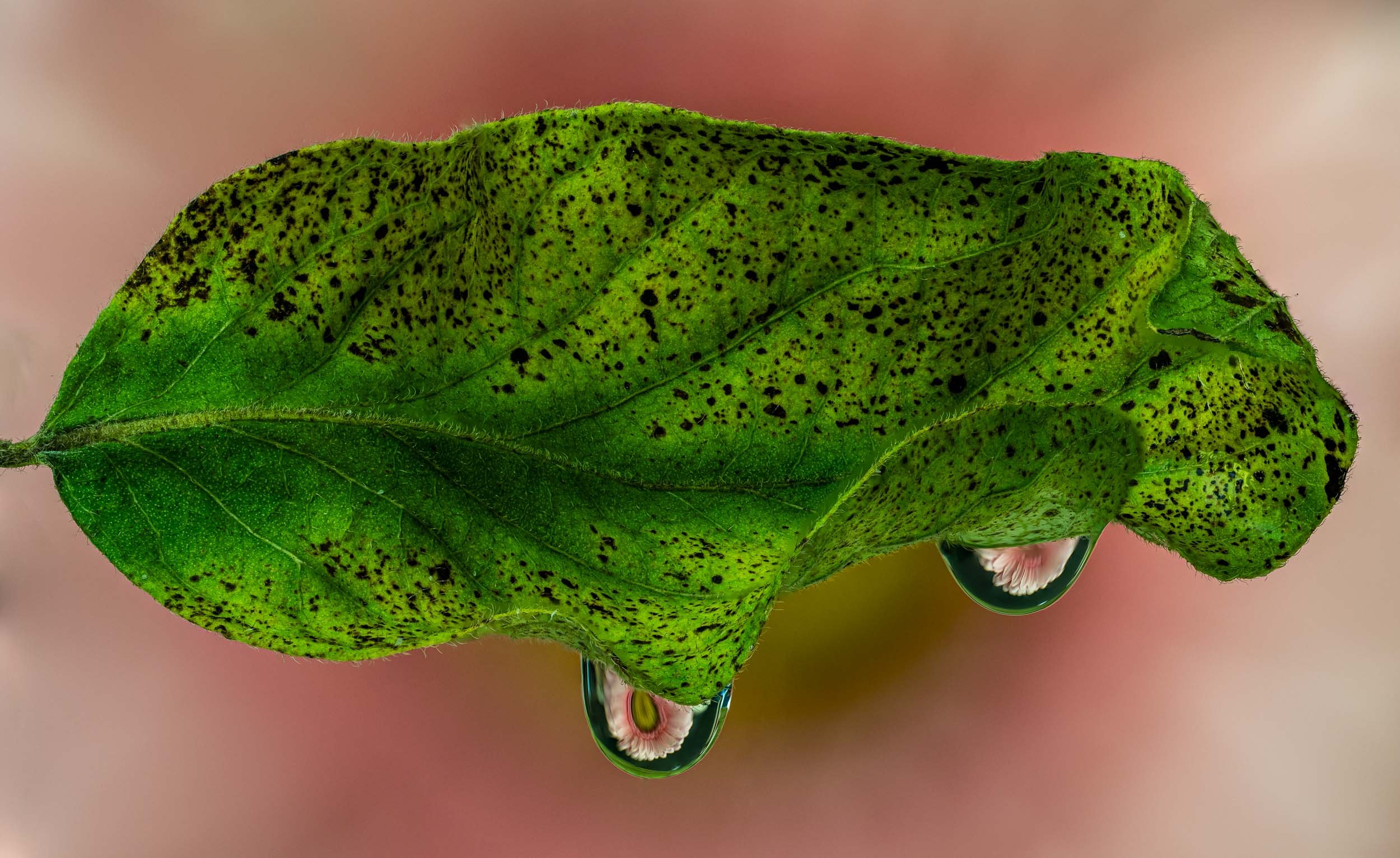squarespace-macro-18.jpg