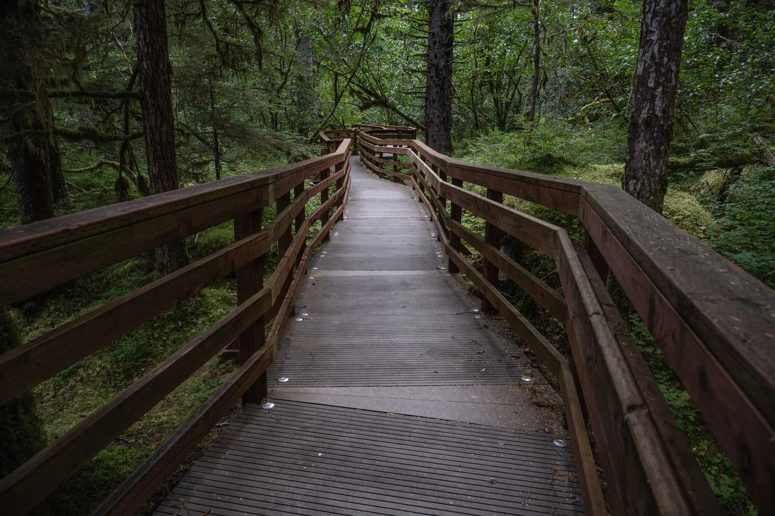 Glacier Bay - Rainforest Trail