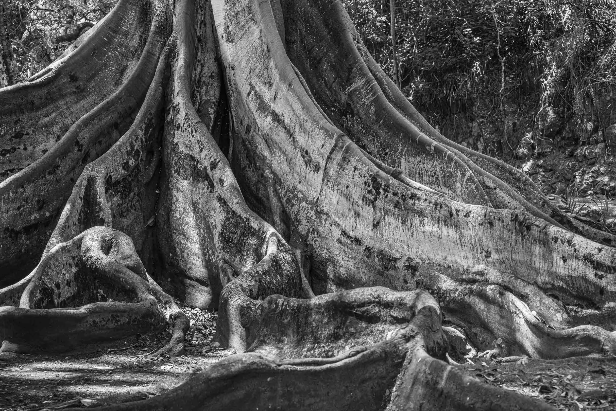 Allerton Gardens Moreton Bay Fig Tree