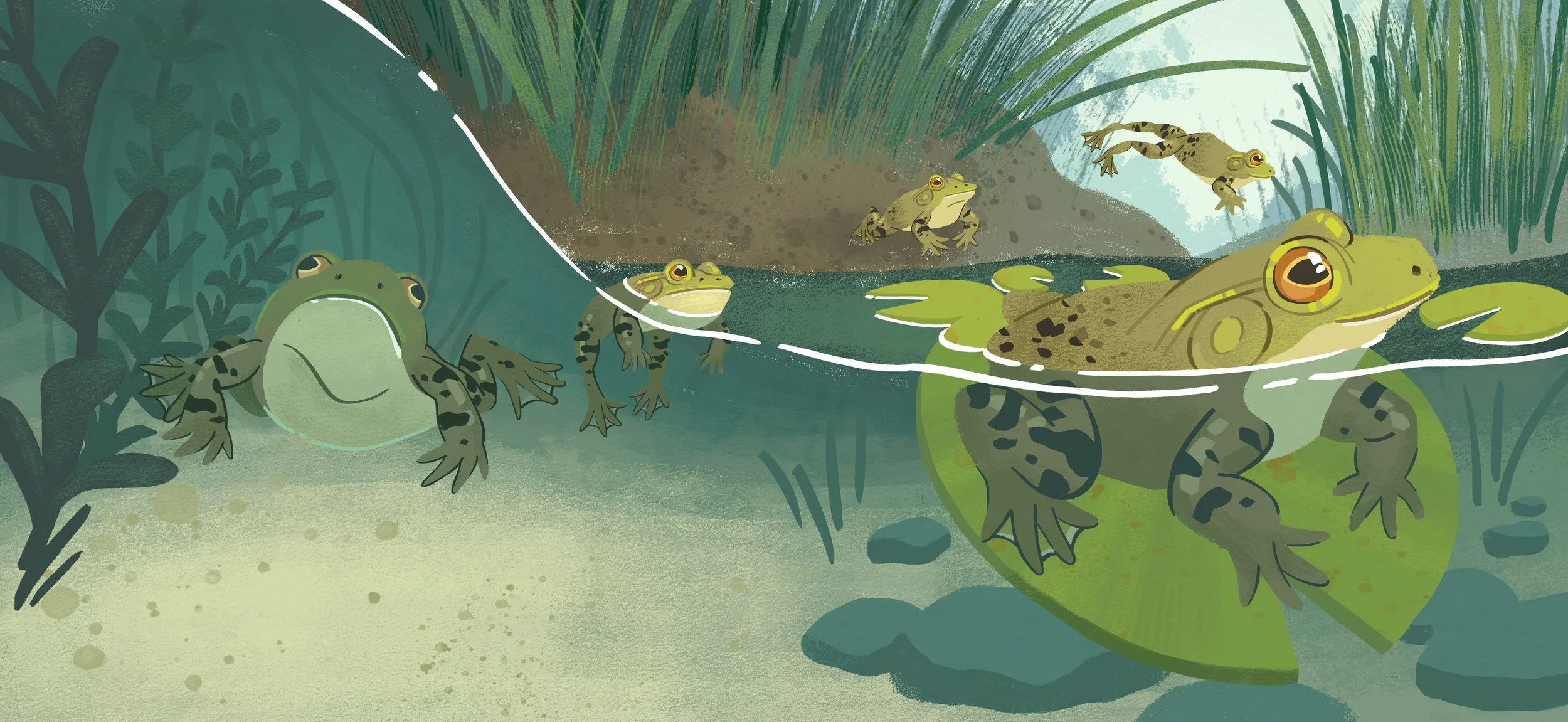 GrowingUp_TadpoleToFrog_pg12-13.jpg
