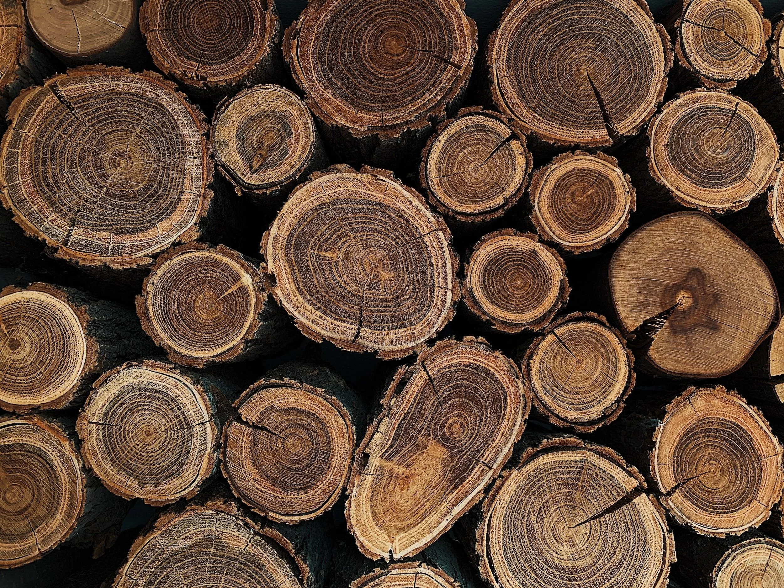 A stack of cut logs with visible tree rings.