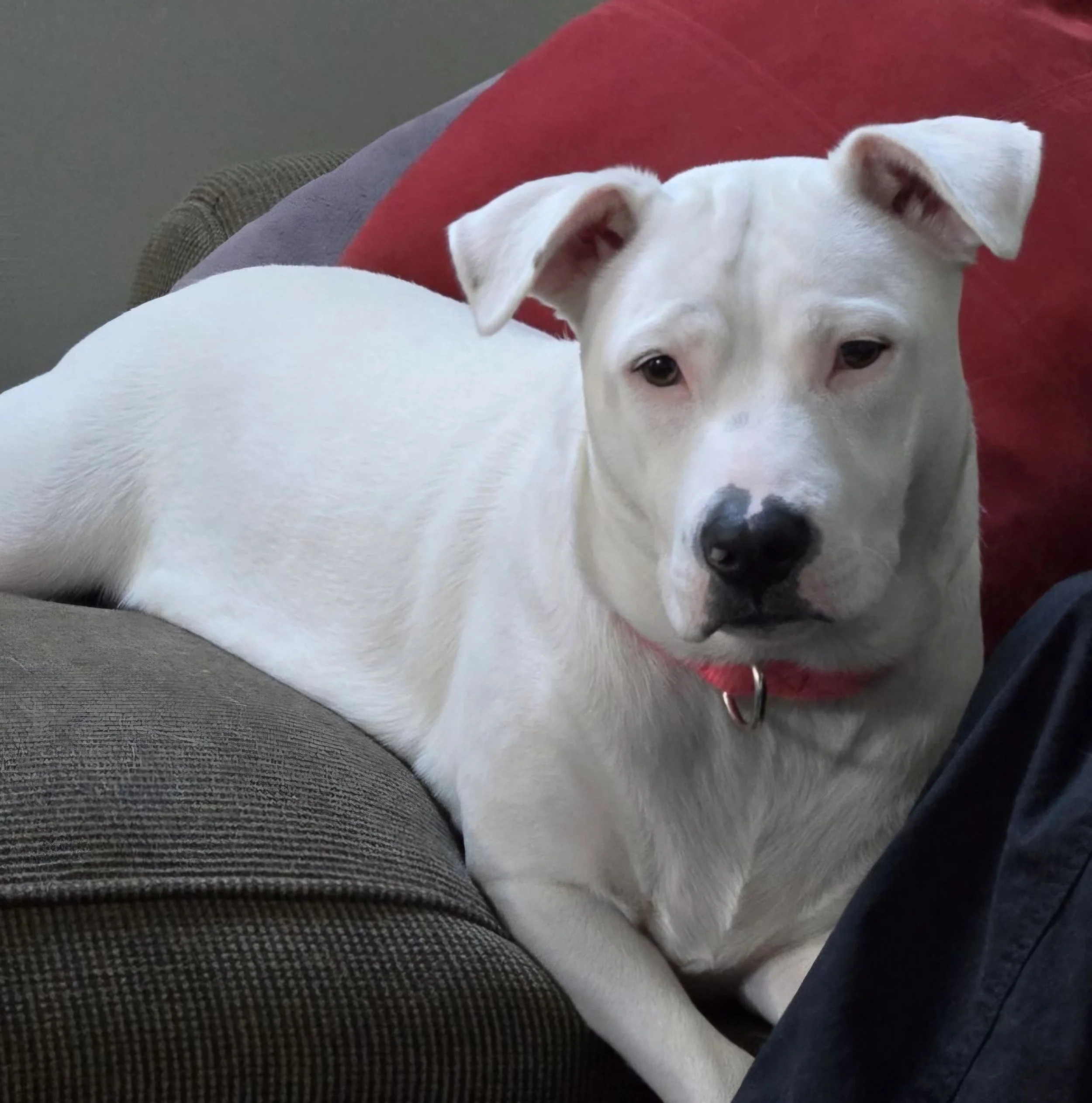 Rutabaga, one of Joanna’s rescue dogs, relaxing at home.