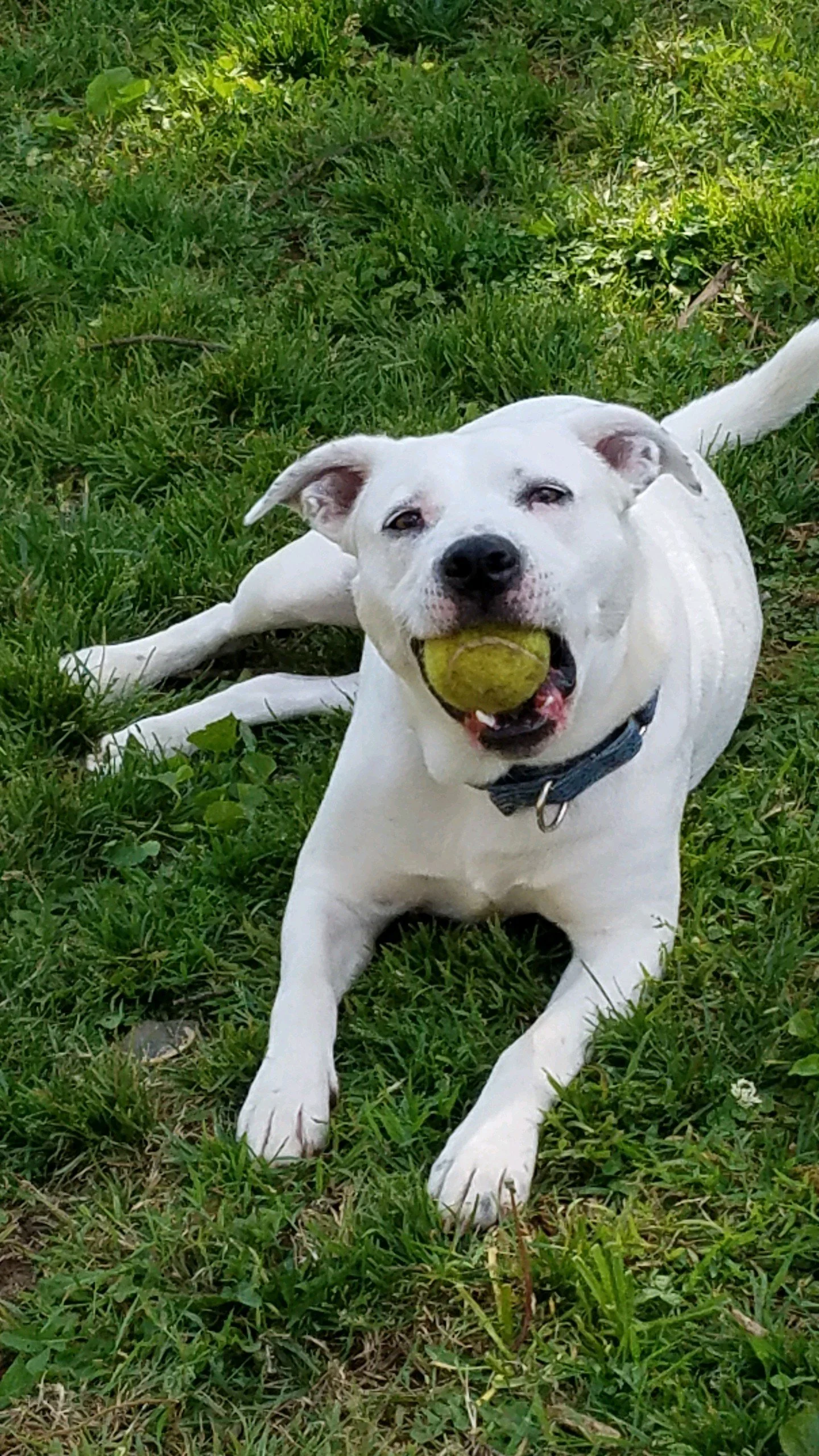 Chance Jammer, one of Joanna’s rescue dogs, relaxing outside with a tennis ball.