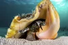 Meet the Queen Conch — Queen Conch Lab