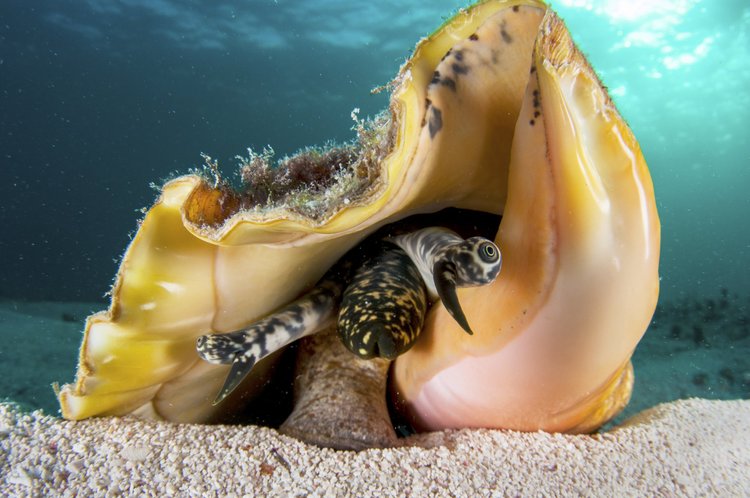 Meet the Queen Conch — Queen Conch Lab