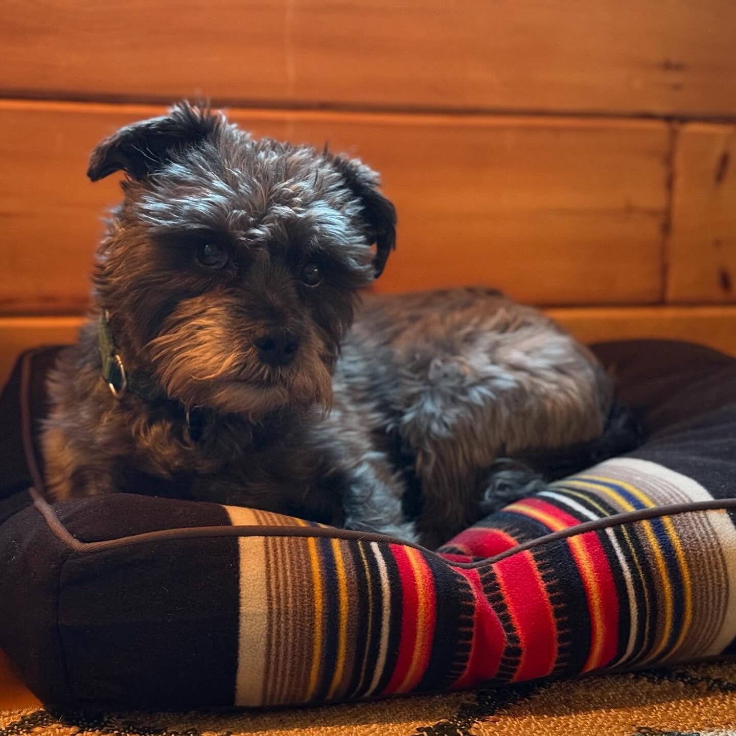 I Gotcha Day! 8 years ago today @mister_niles completed our family and what a great 8 years it&rsquo;s been. We love you, Ni! #dog #dogsofinstagram #adoptdontshop #rescuedog