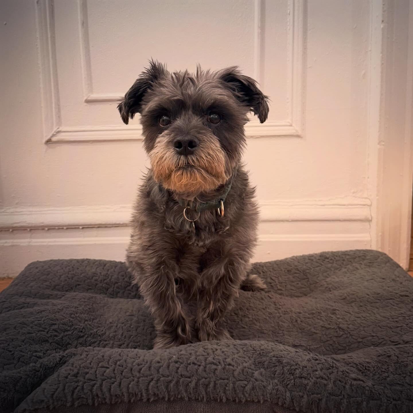 How it&rsquo;s going ➡️ How it started. 
After his demanding television appearance, 9 years ago today we brought home @mister_niles 
Happy Gotcha Day, Ni!

#dog #dogsofinstagram #rescuedog #adoptdontshop #gotchaday