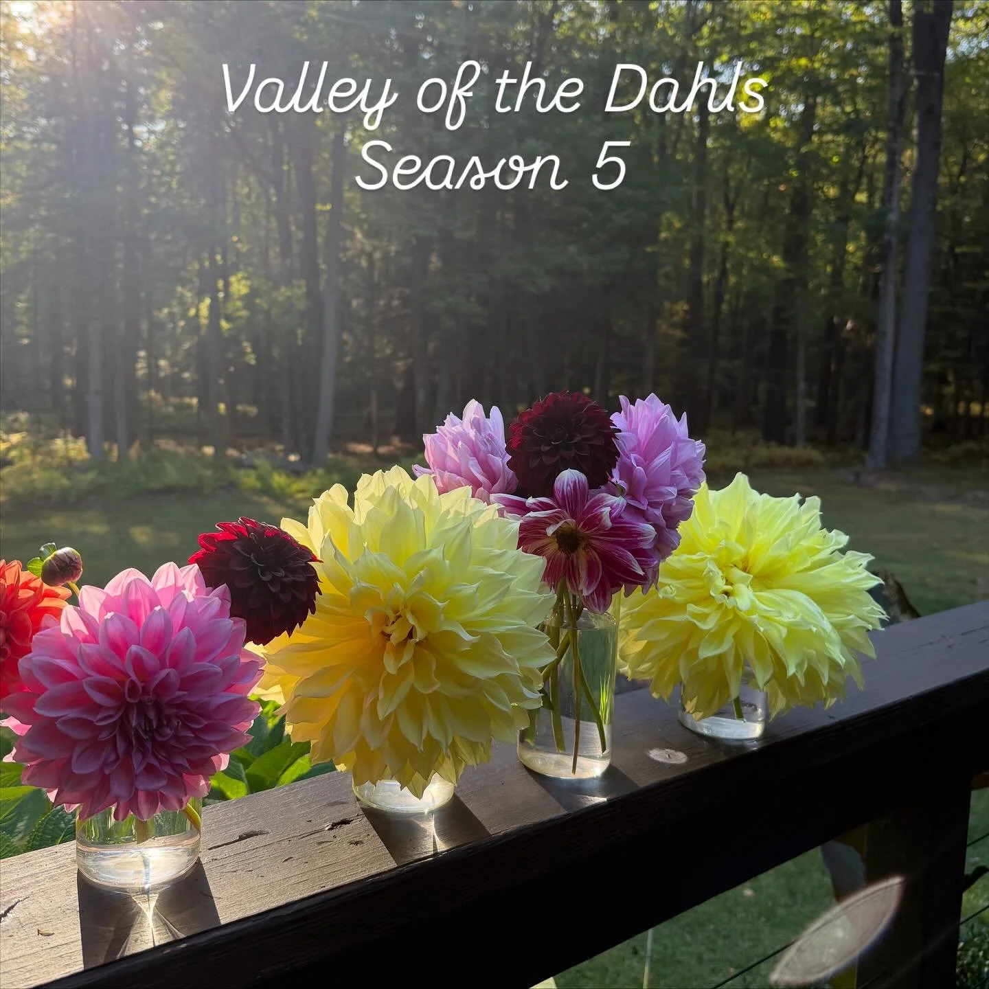Valley of the Dahls: Season 5

The girls DELIVERED this year! This was the most bountiful season to date!

Making a grand return, Judy was quite the showstopper this year. Lemony yellow and the biggest of the dahls.

New to the Dahl Haus was Betty wi