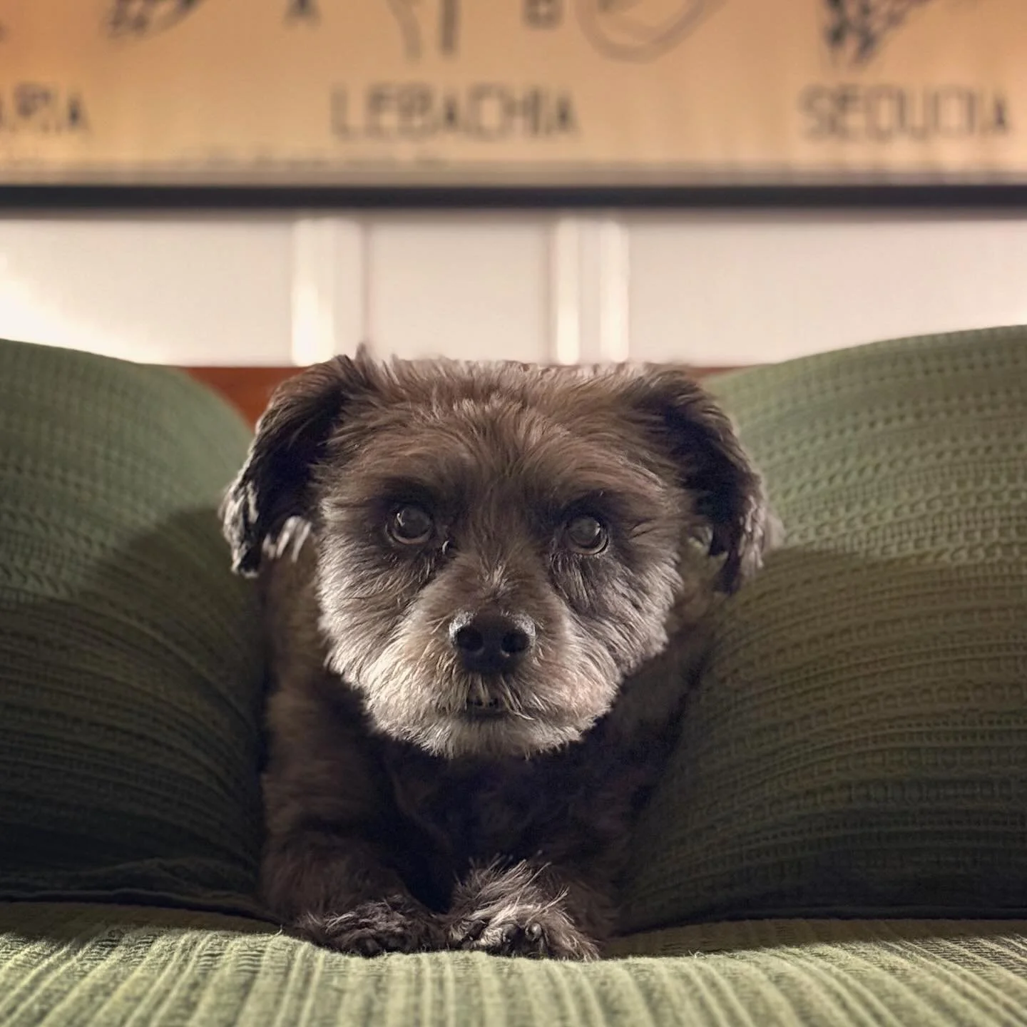 This handsome little guy who brings us so much joy, is down for any kind of adventure and is the best cuddler turns 9 years old today. Happy Birthday, Niles! We love you so much! 
#dog #dogsofinstagram #rescuedog #adoptdontshop