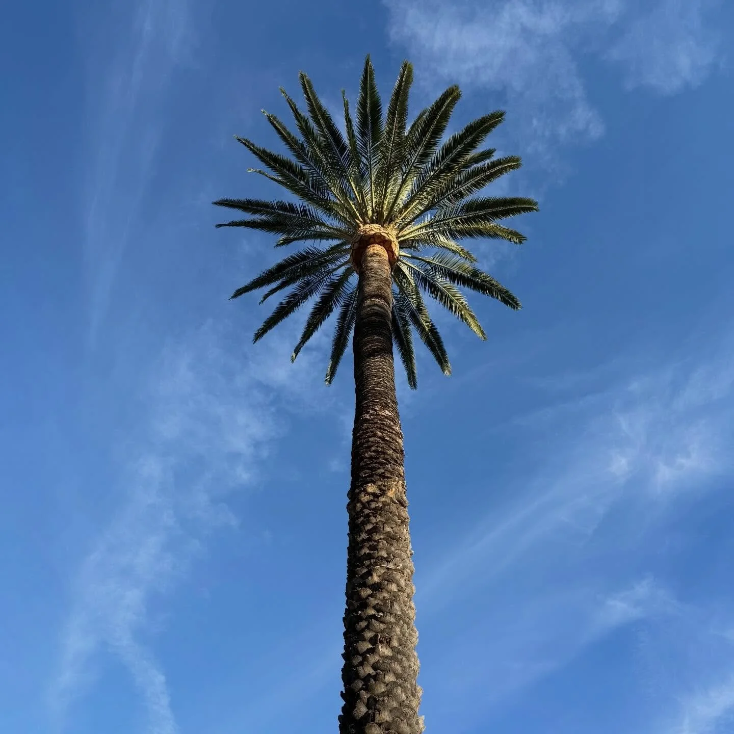 LA Photo Dump.
Five full days that filled my cup: Warm weather, sunshine, catch ups and connections with some dear friends, an afternoon with my 5th grade teacher, hikes, great food and great drinks, and some morning after The Oscars fun.
#losangeles