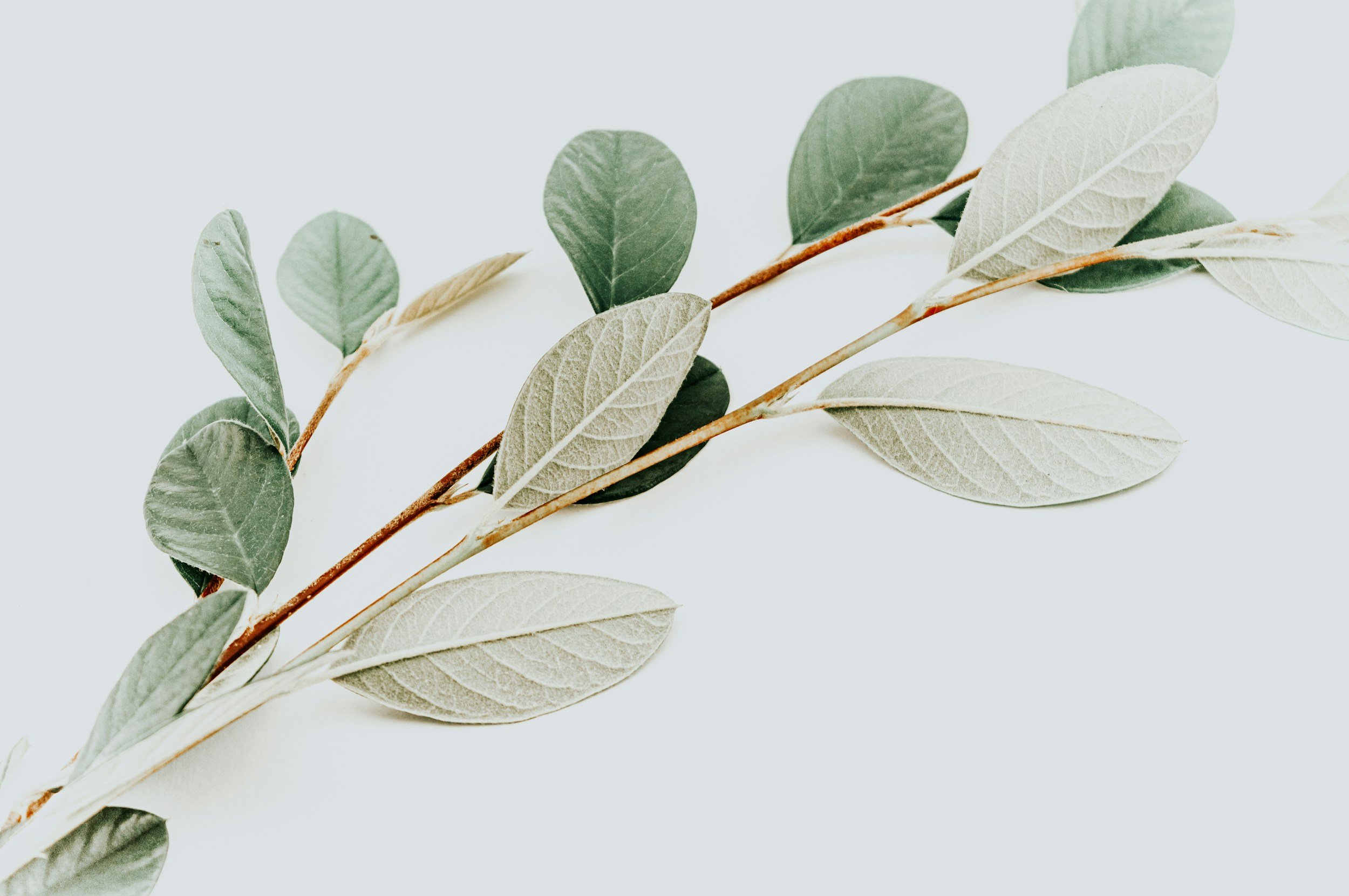 A close-up of a branch with green and silvery-gray leaves against a light background.