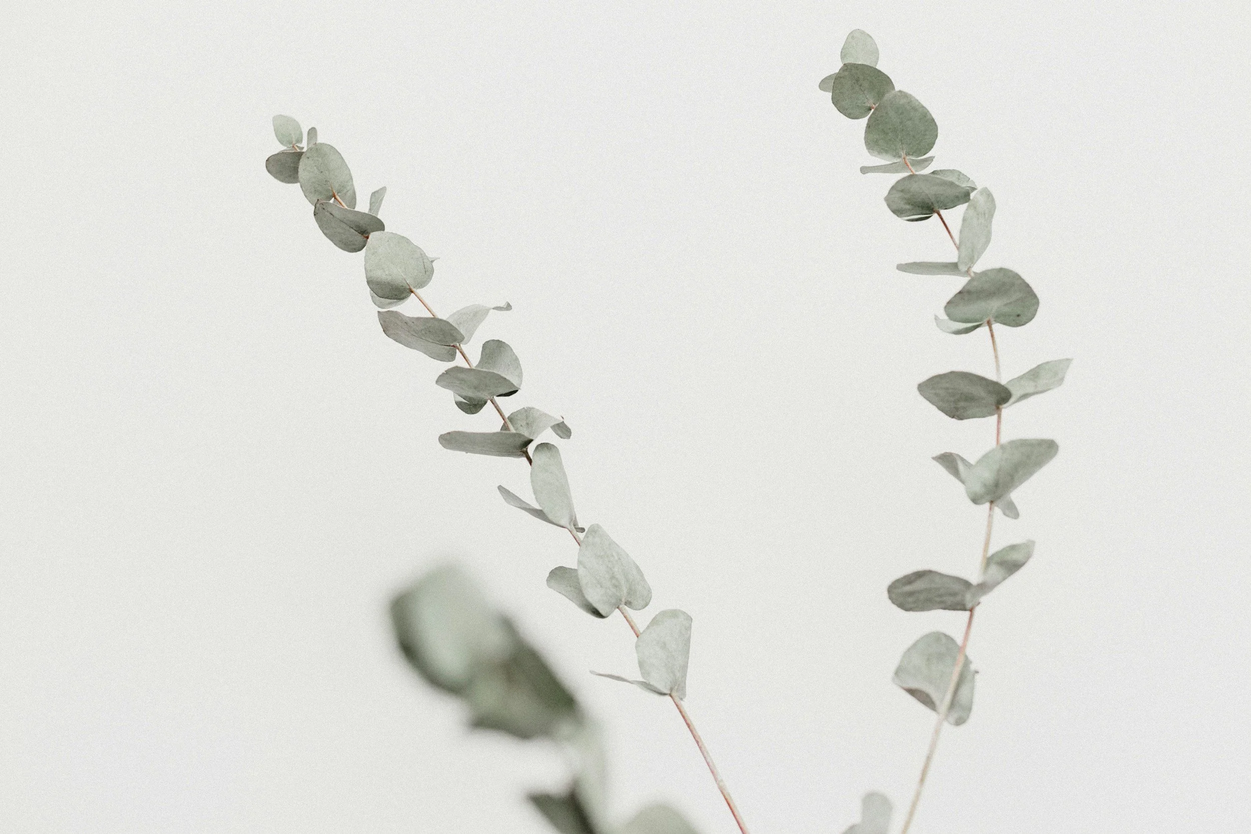 Close-up of eucalyptus branches with rounded, gray-green leaves on a pale background.