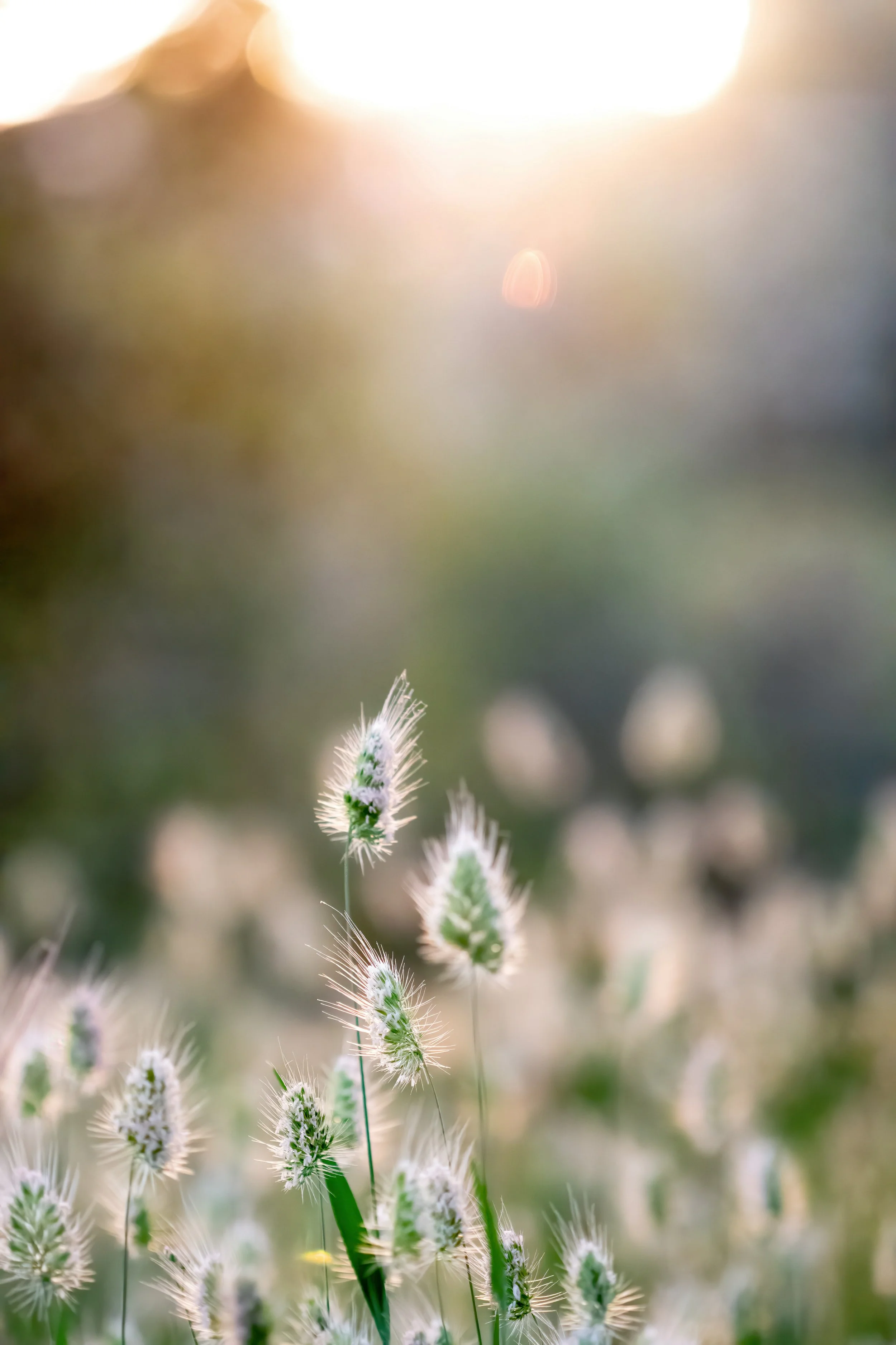 Close-up of fuzzy, white, and green grass or weed flowers with blurred background and sunlight in the upper right corner.