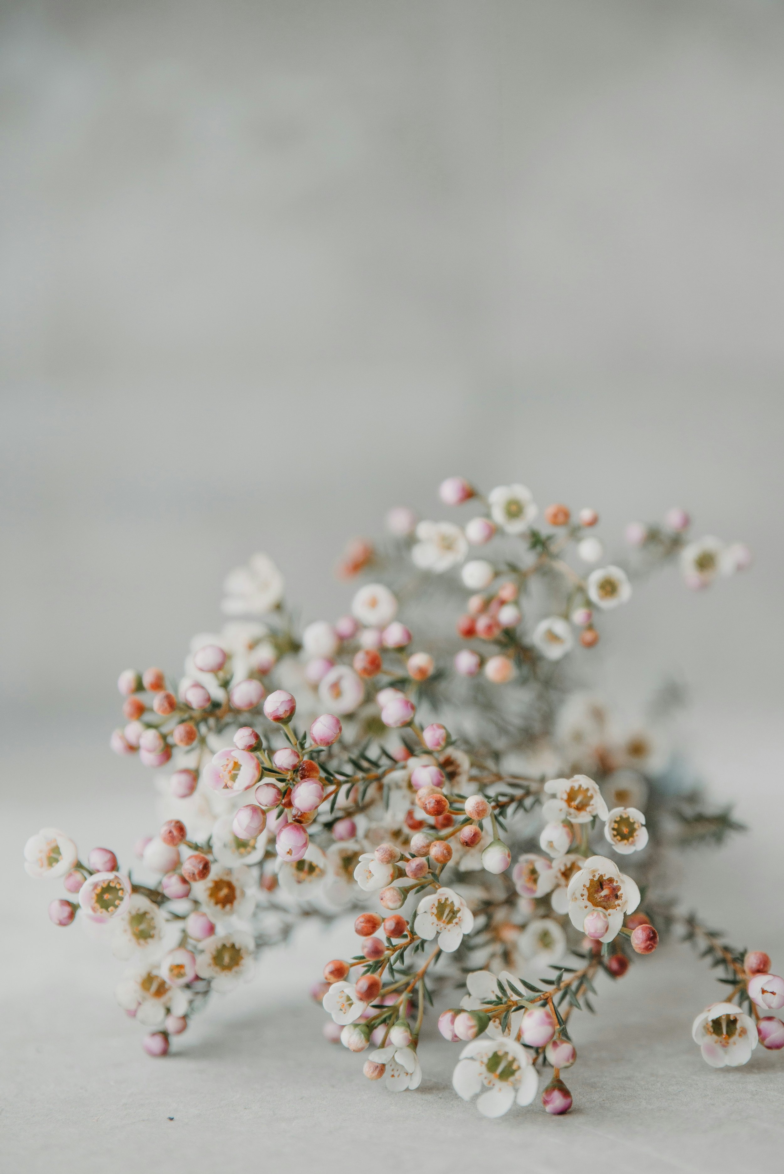 A close-up of a small cluster of white and pink flowers with green leaves on a neutral background.