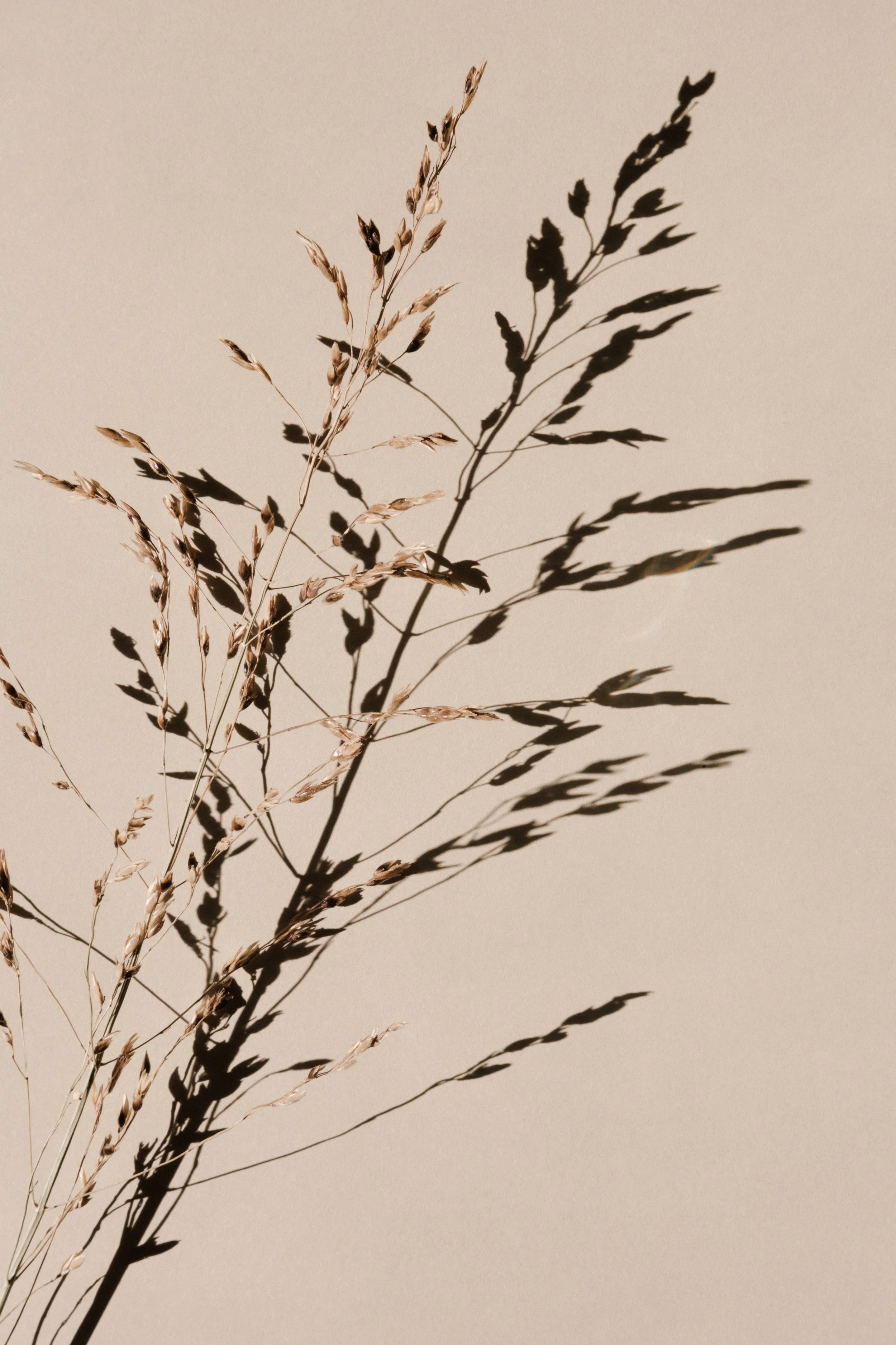 Dry grass stems casting shadows on a plain, beige background.