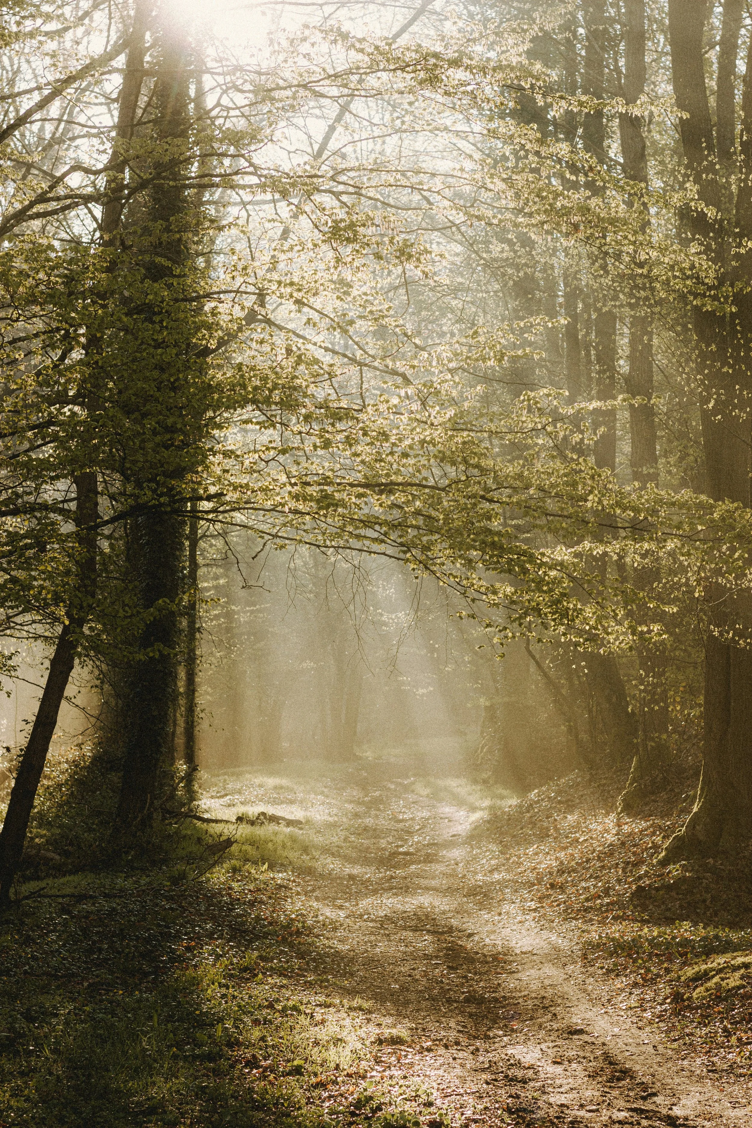 Sunlight filters through the trees illuminating a dirt forest trail with some patches of grass and leaves.