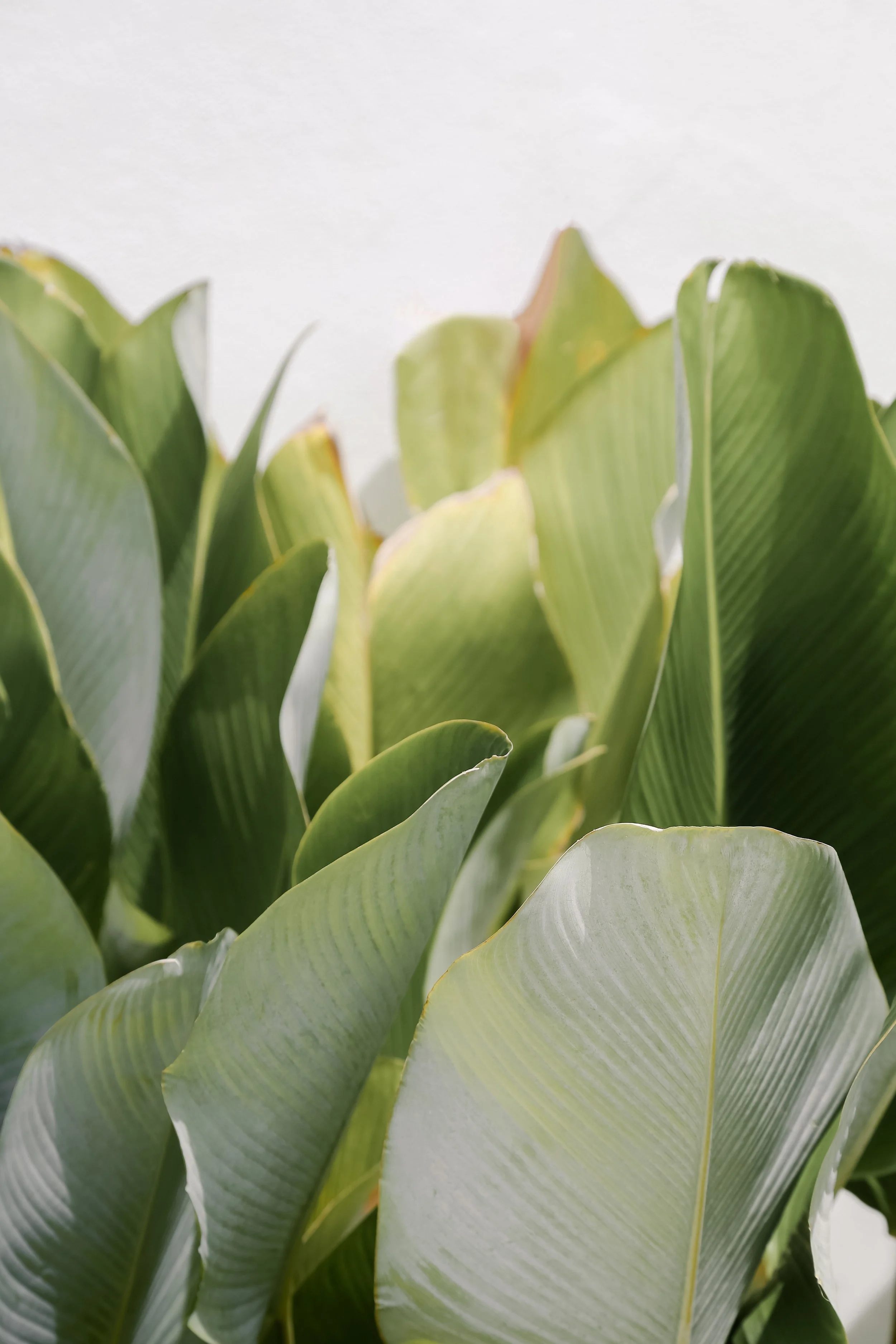 Close-up of green banana plant leaves