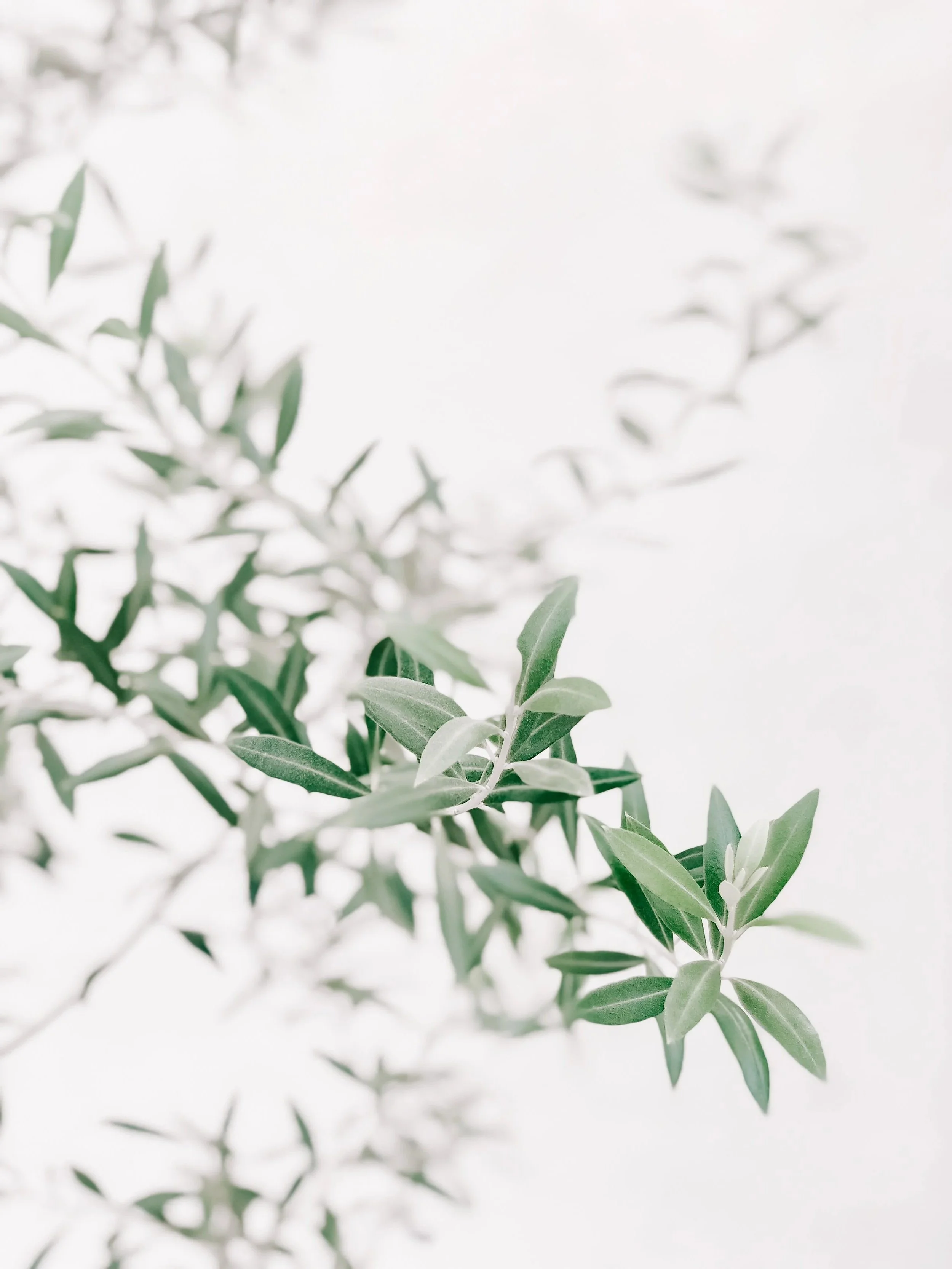Close-up of green leaves on a branch against a white background.