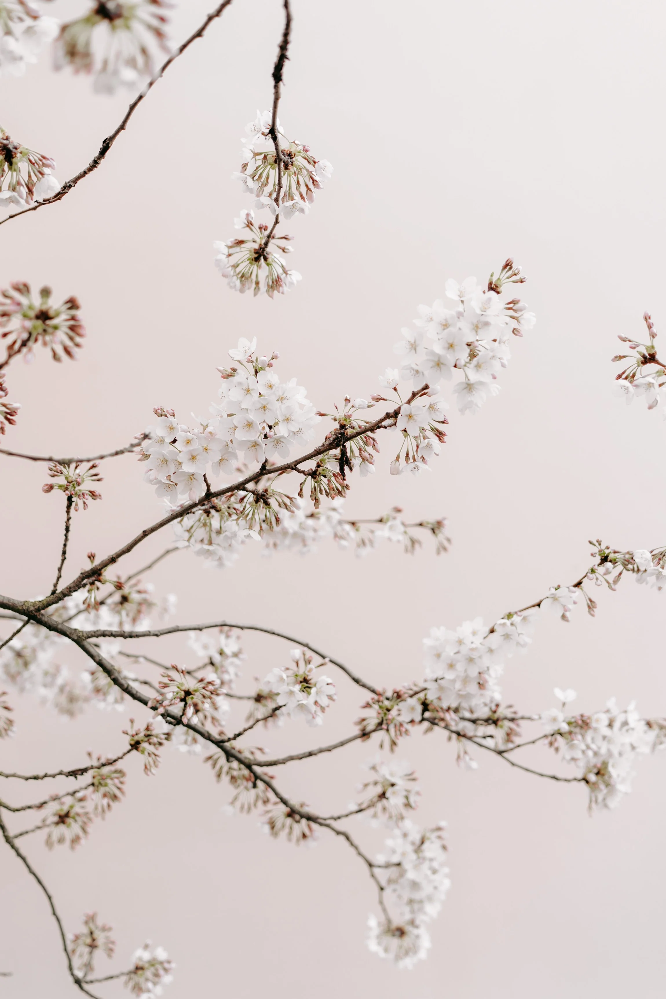 Cherry blossom branches with white flowers on a soft pink background.