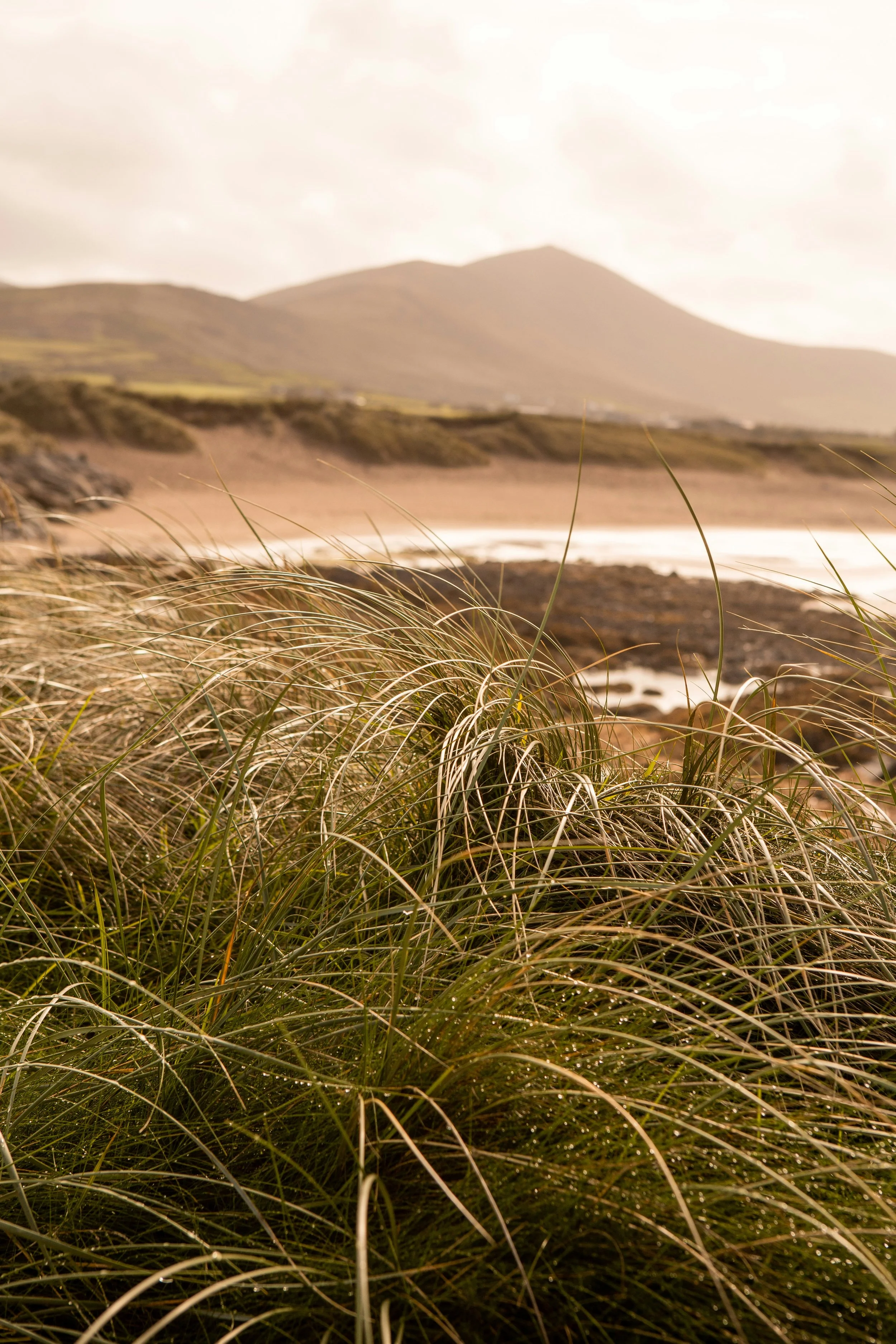Grassy dunes with a mountain in the background, overcast sky, coastal landscape