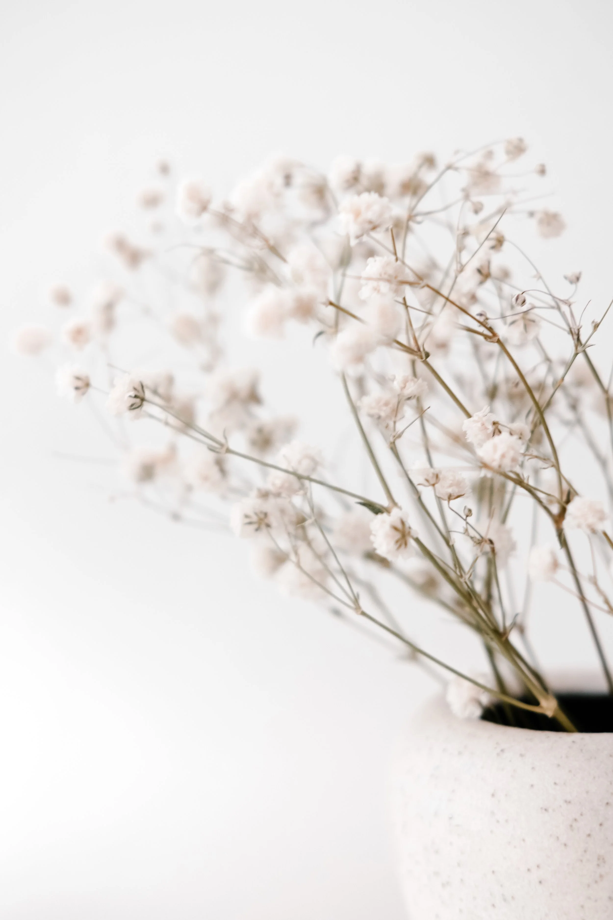 A white vase with small pinkish-white flowers on thin stems against a plain white background.