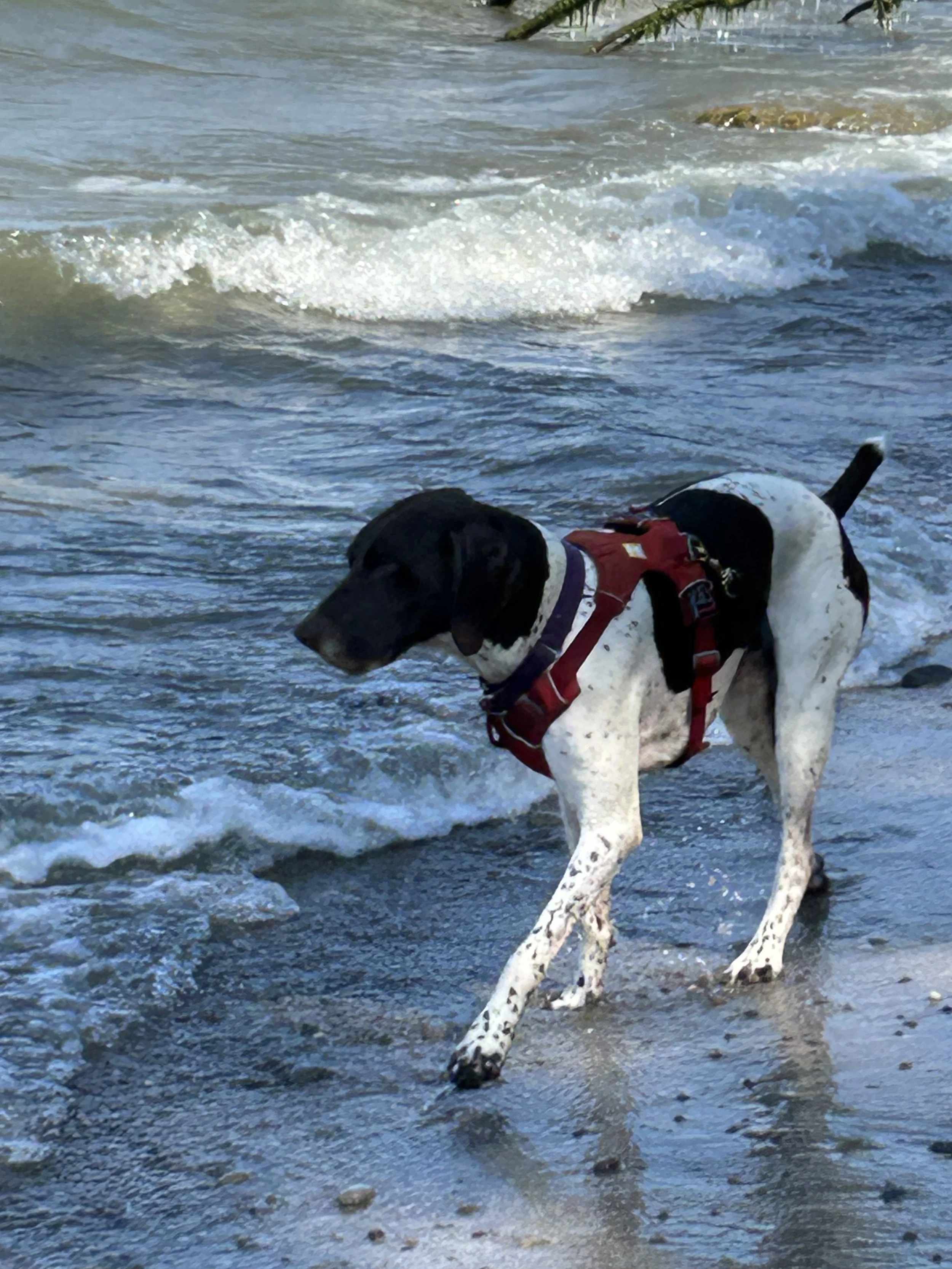 My current GSP Skipper