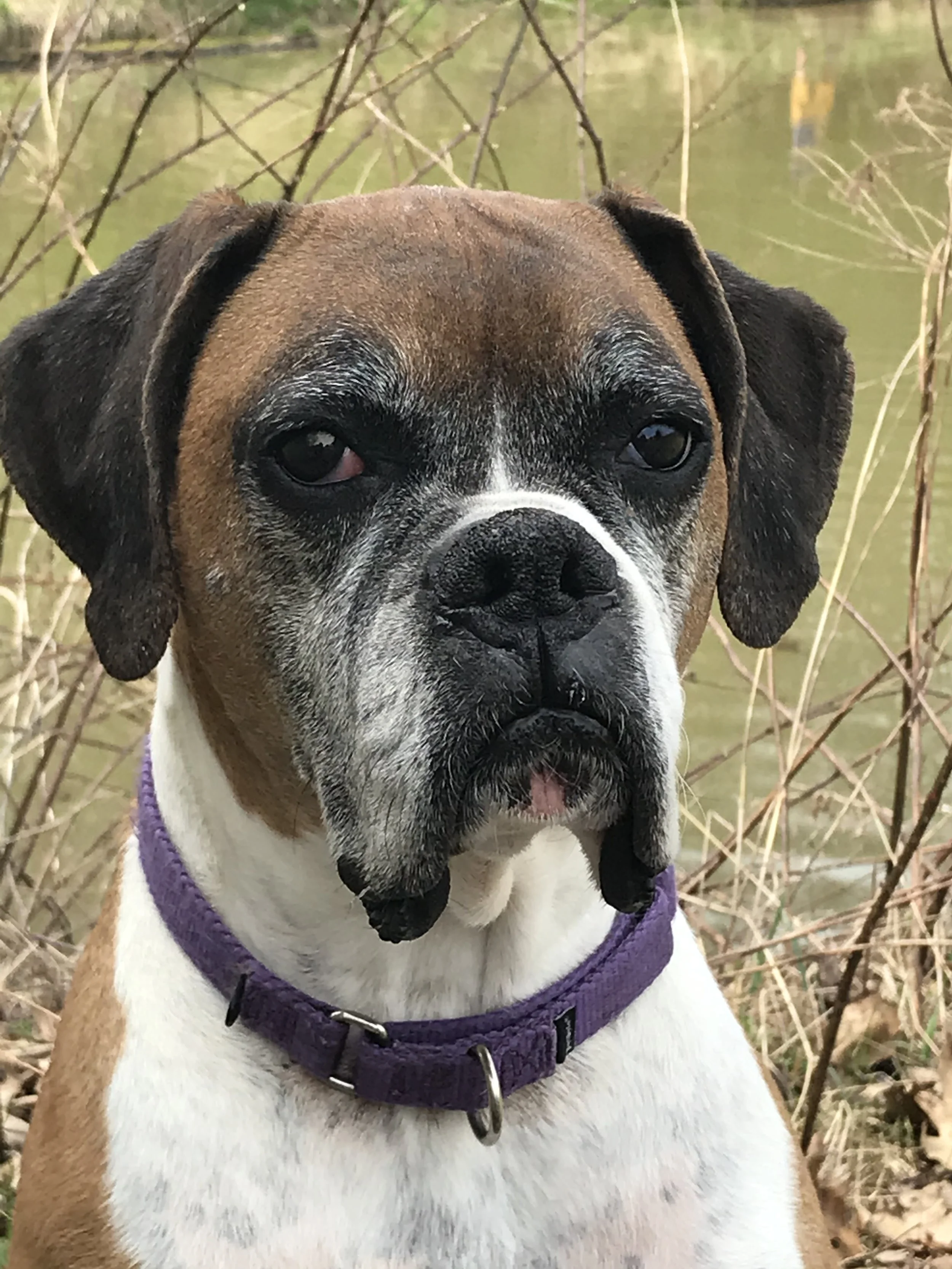 Larry, our loving Boxer 2023