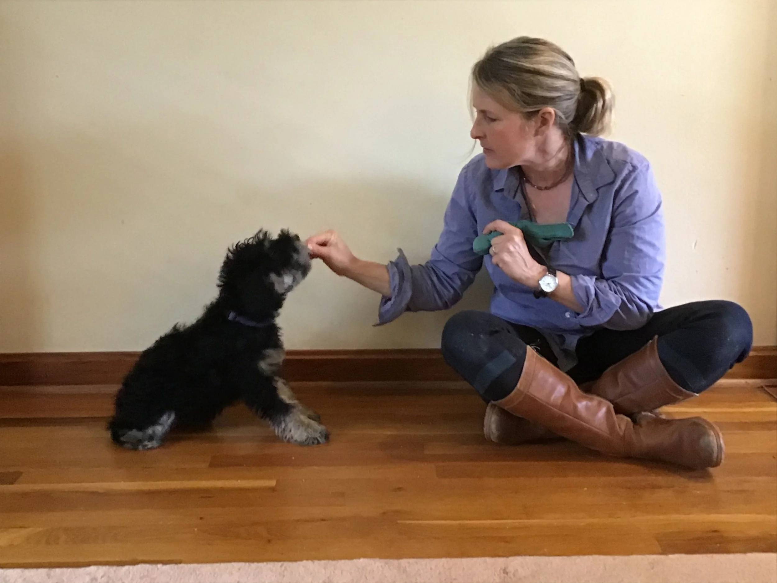 working with a Schnauzer pup, 2018