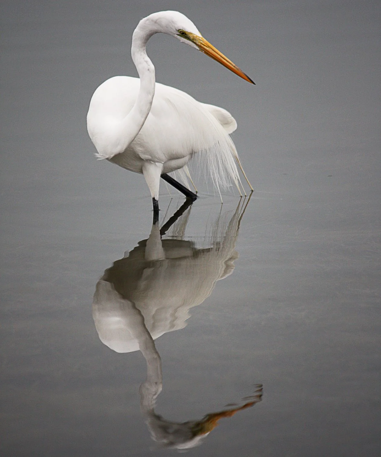 ©Ridenour_Egret in Lagoon - Nancy Ridenour - Holly Baker.jpg