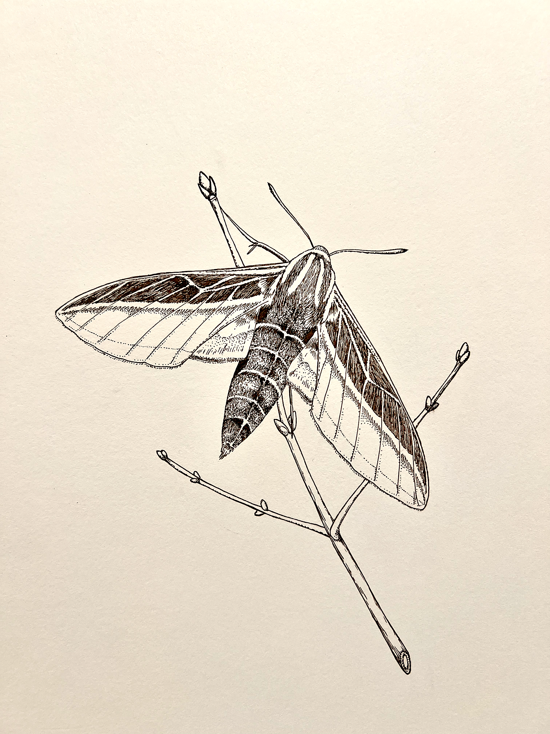 1_SphinxMoth - Emily Zetkulic - Holly Baker.png