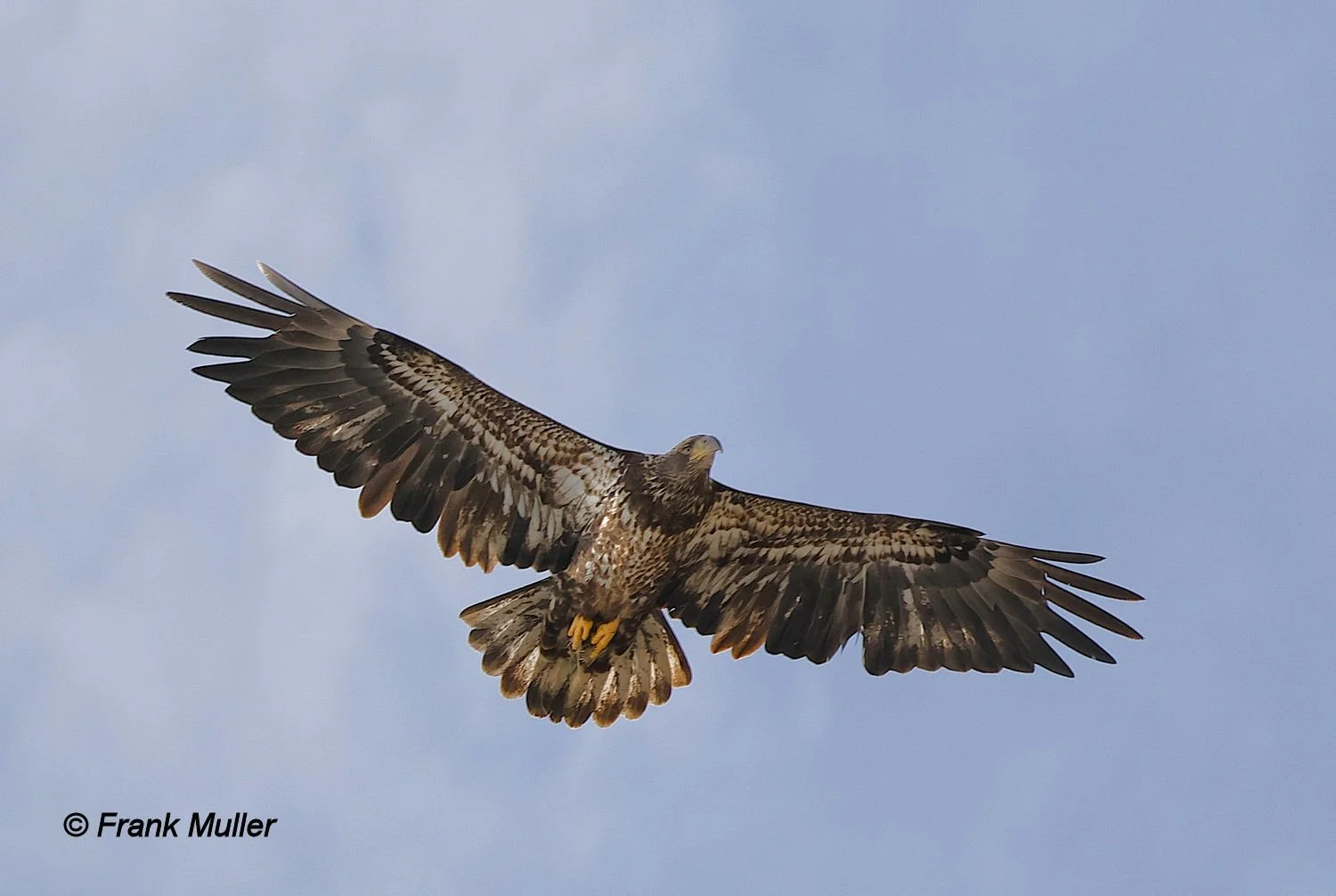 _28A0984ae - Frank Muller.JPG