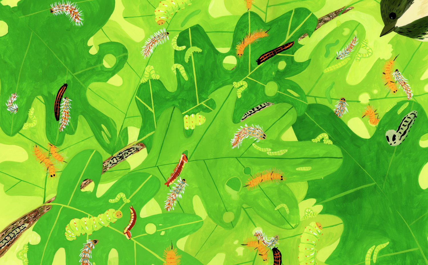 PageTurns_Caterpillars - Gallery Space.png