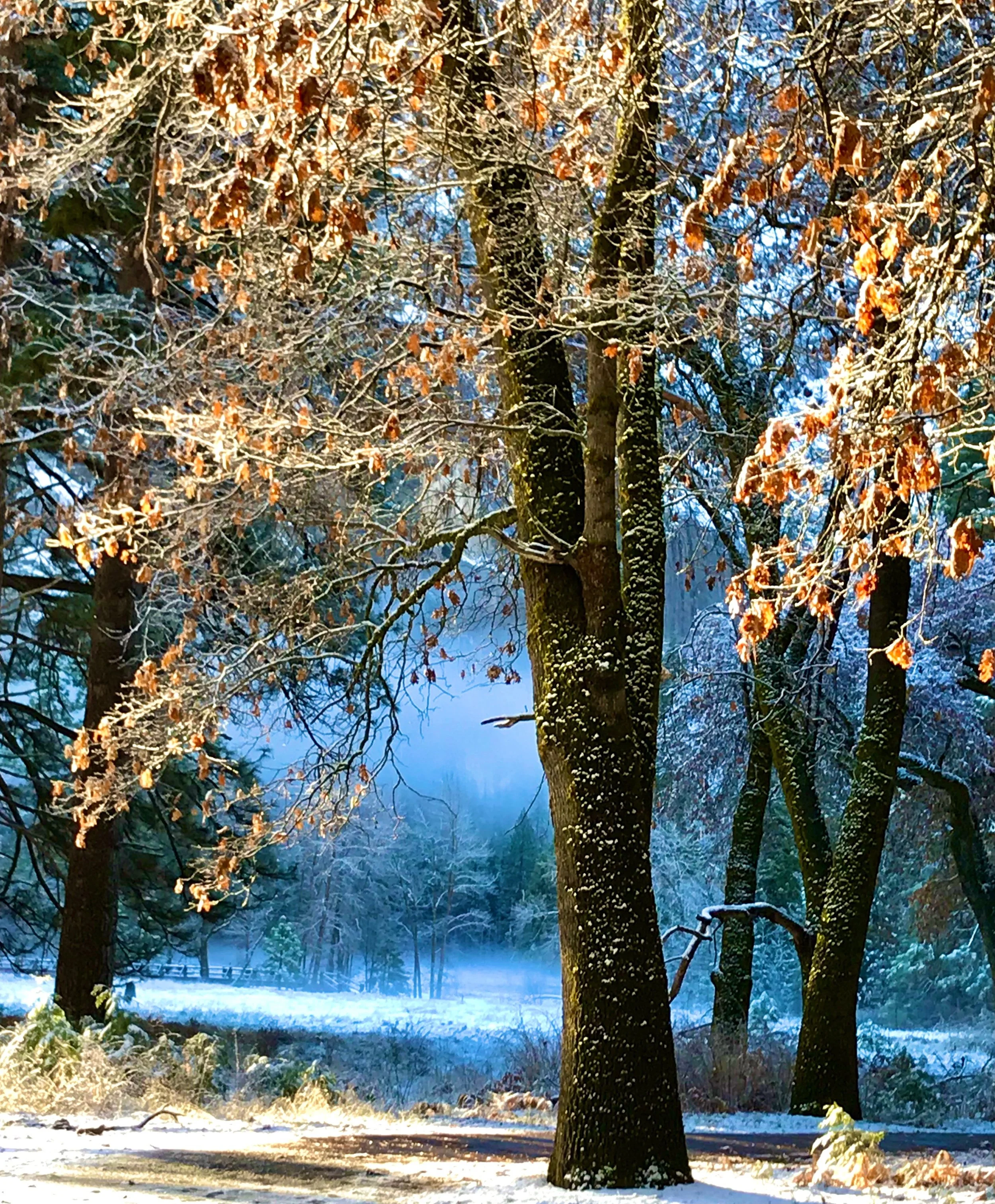 Snow at Dawn - Bob Rossi.jpg