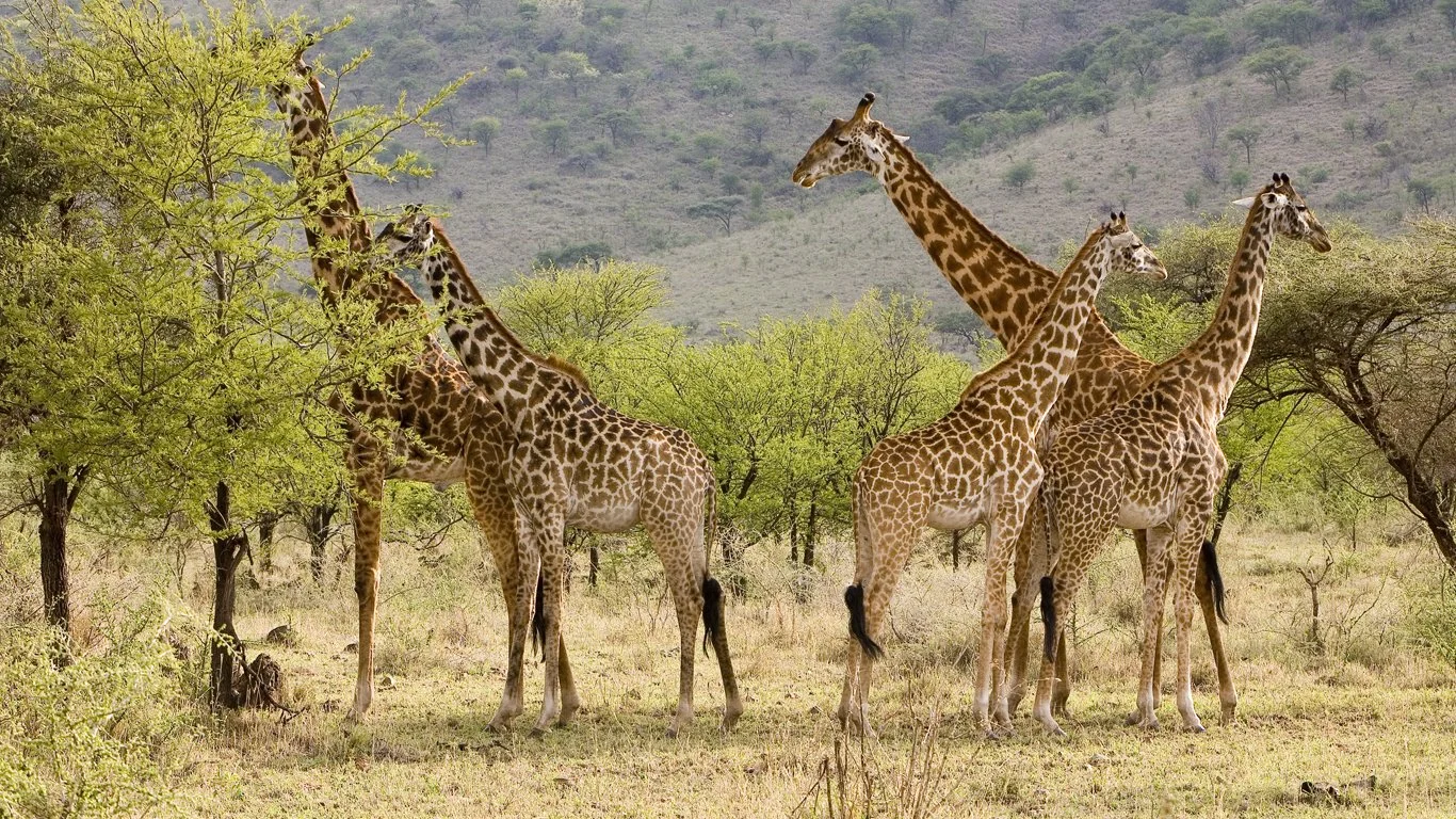 Downtown Ithaca Alliance’s Windows Project at Harold's Square
