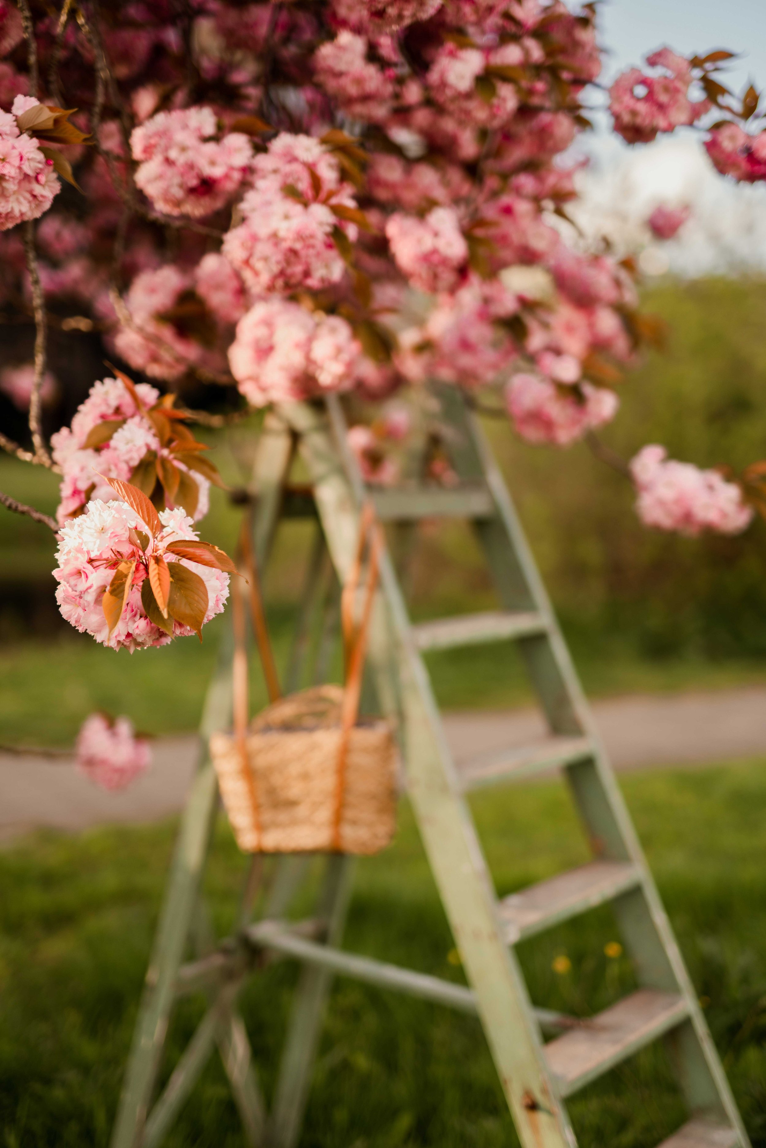 Pink flowering tree with blossoms, wooden ladder, and a woven basket hanging from the ladder, outdoors. Romantic portrait photoshoot in spring in The Hague.