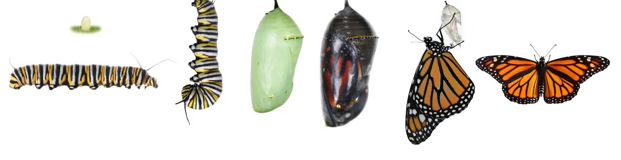 Complete metamorphosis - caterpillar turning into a butterfly