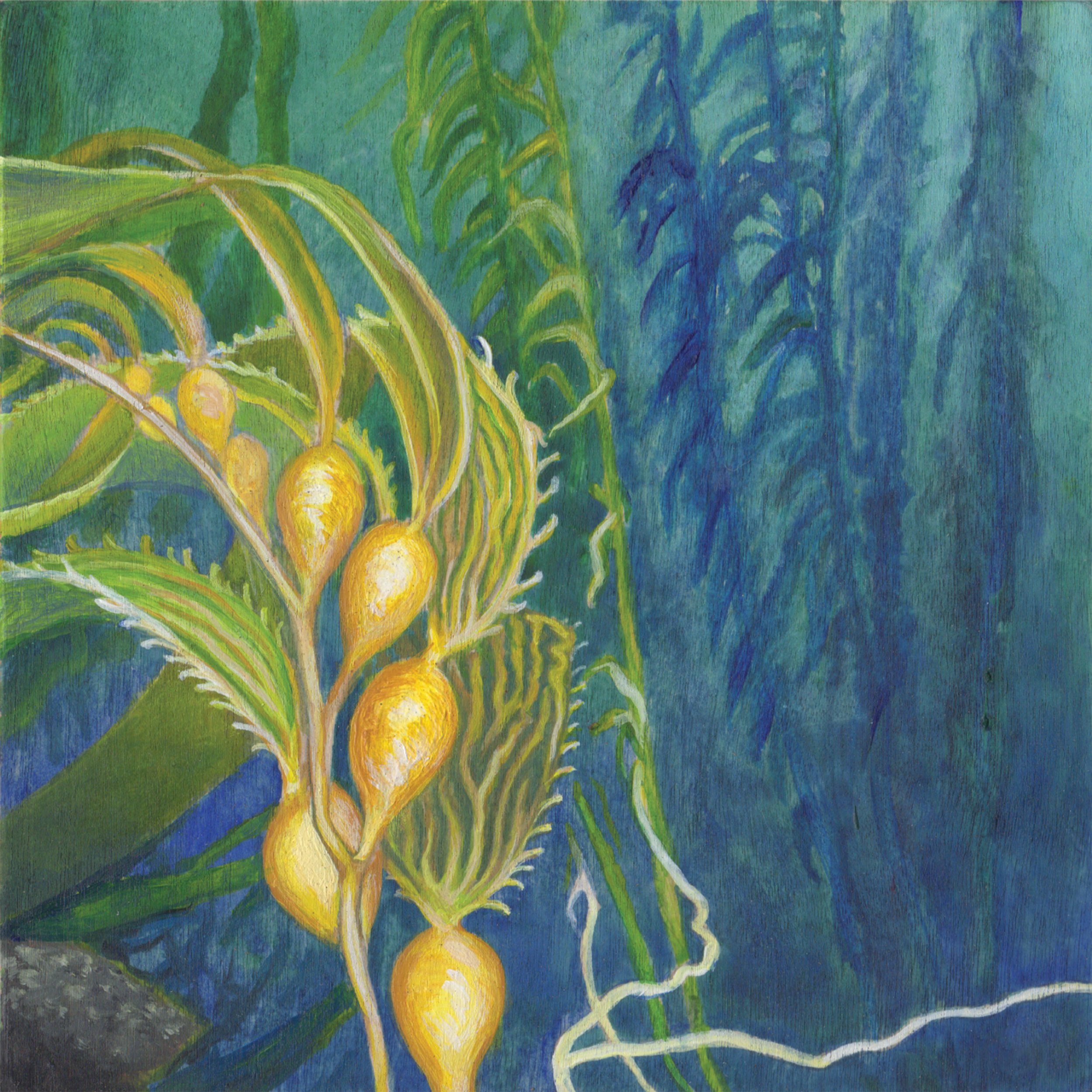 Kelp Forest