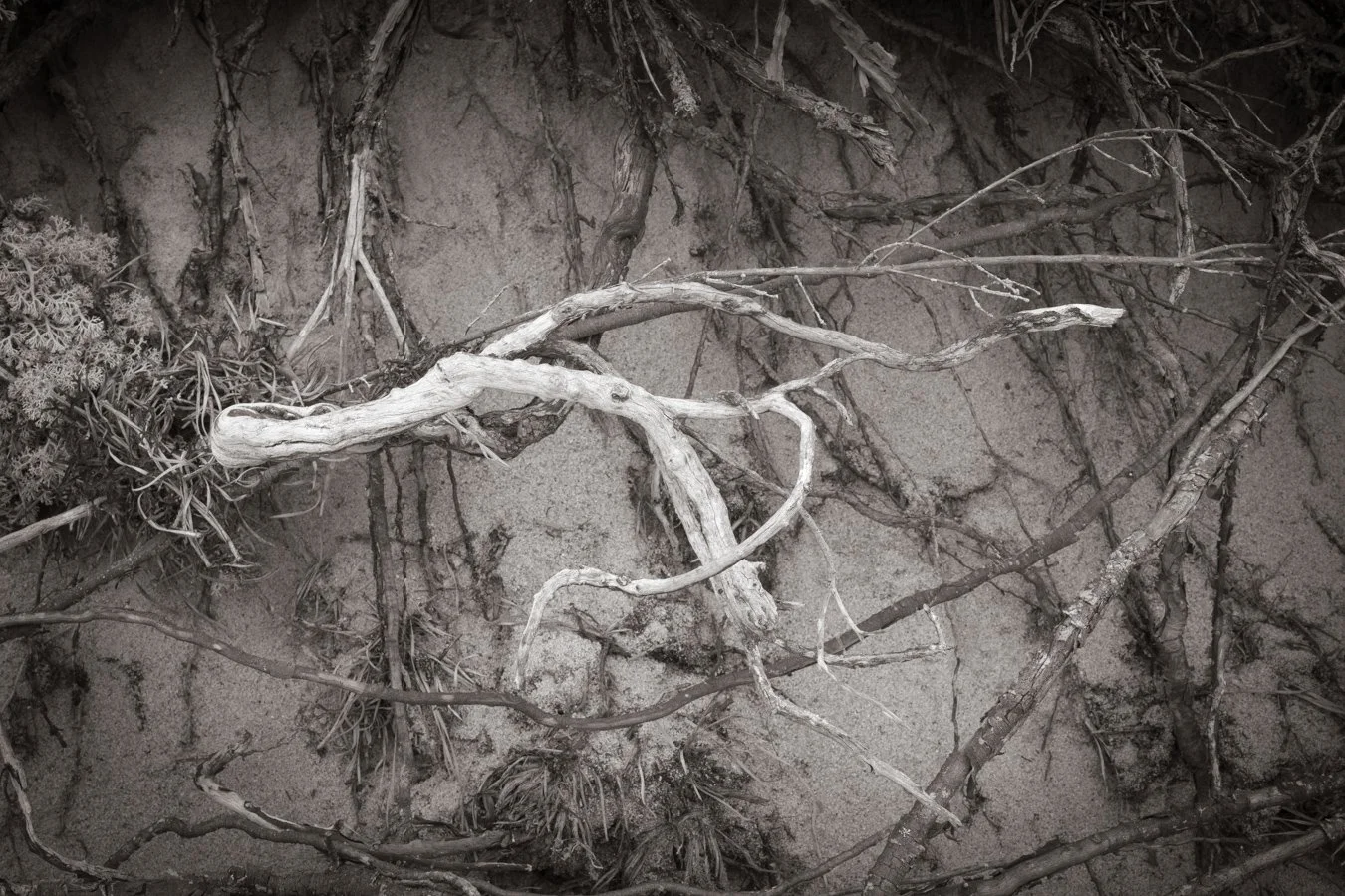 Binding Field 2025.jpg