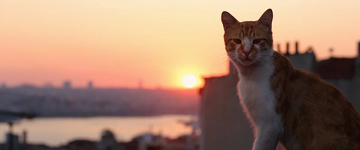 ‘Kedi’ - Review