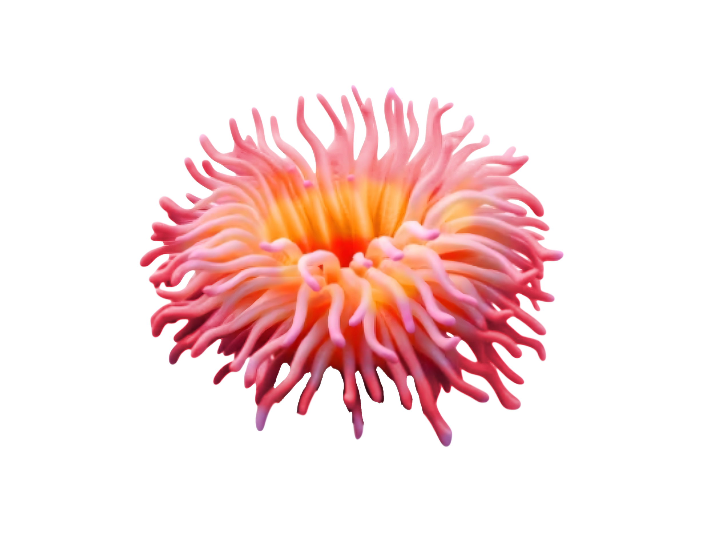 Close-up of a pink and orange sea anemone with long, flowing tentacles.