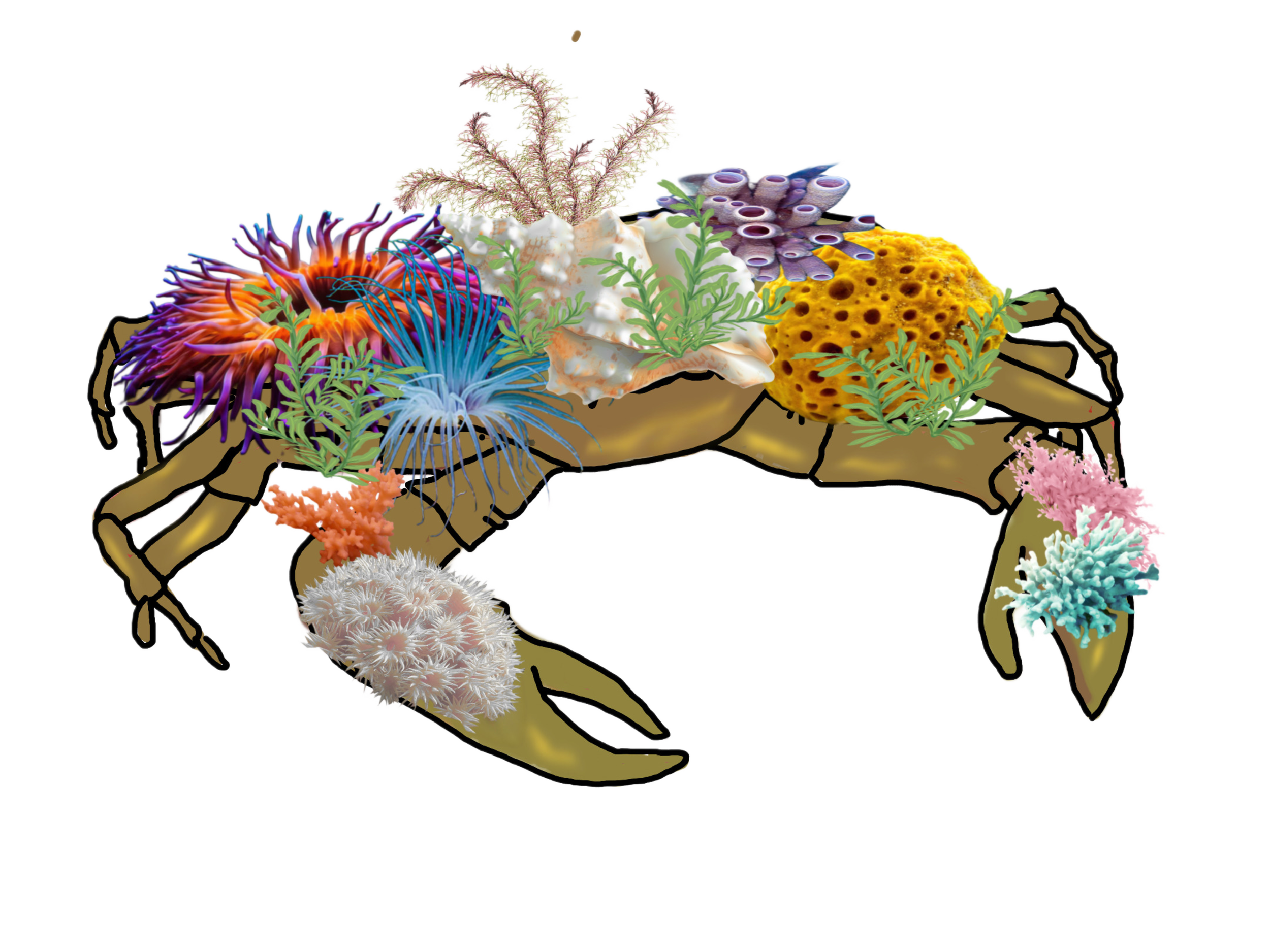 Cartoon of a decorator crab