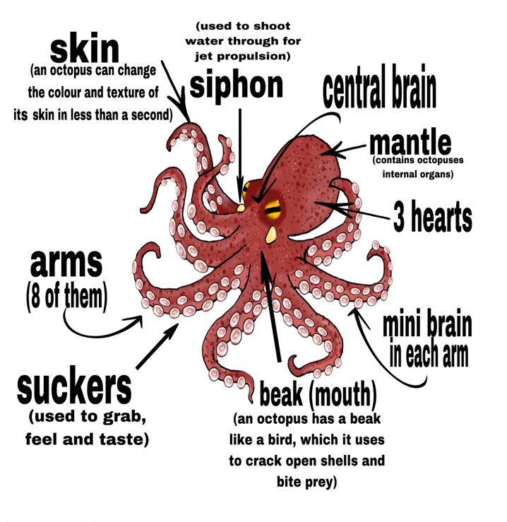 Octopus diagram.png