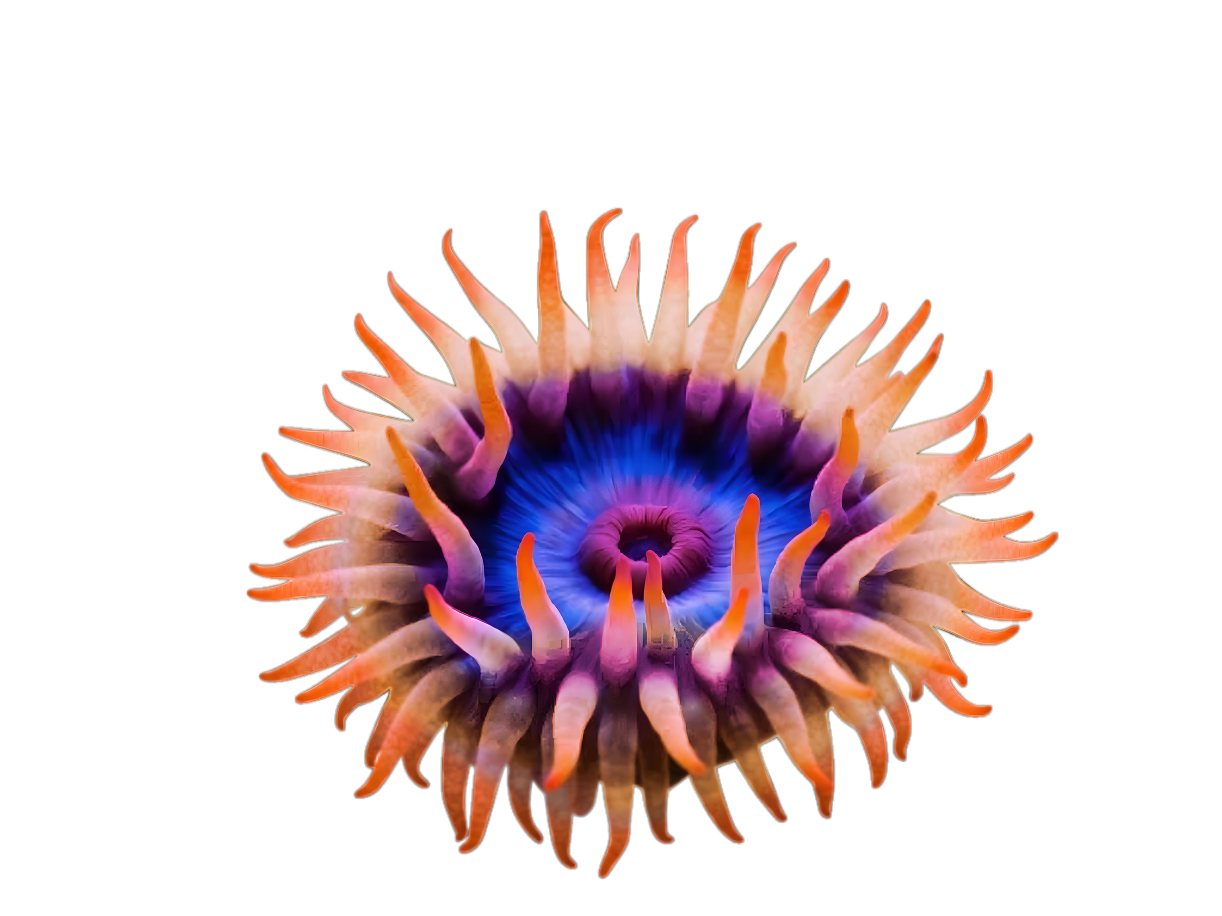 sea anemone