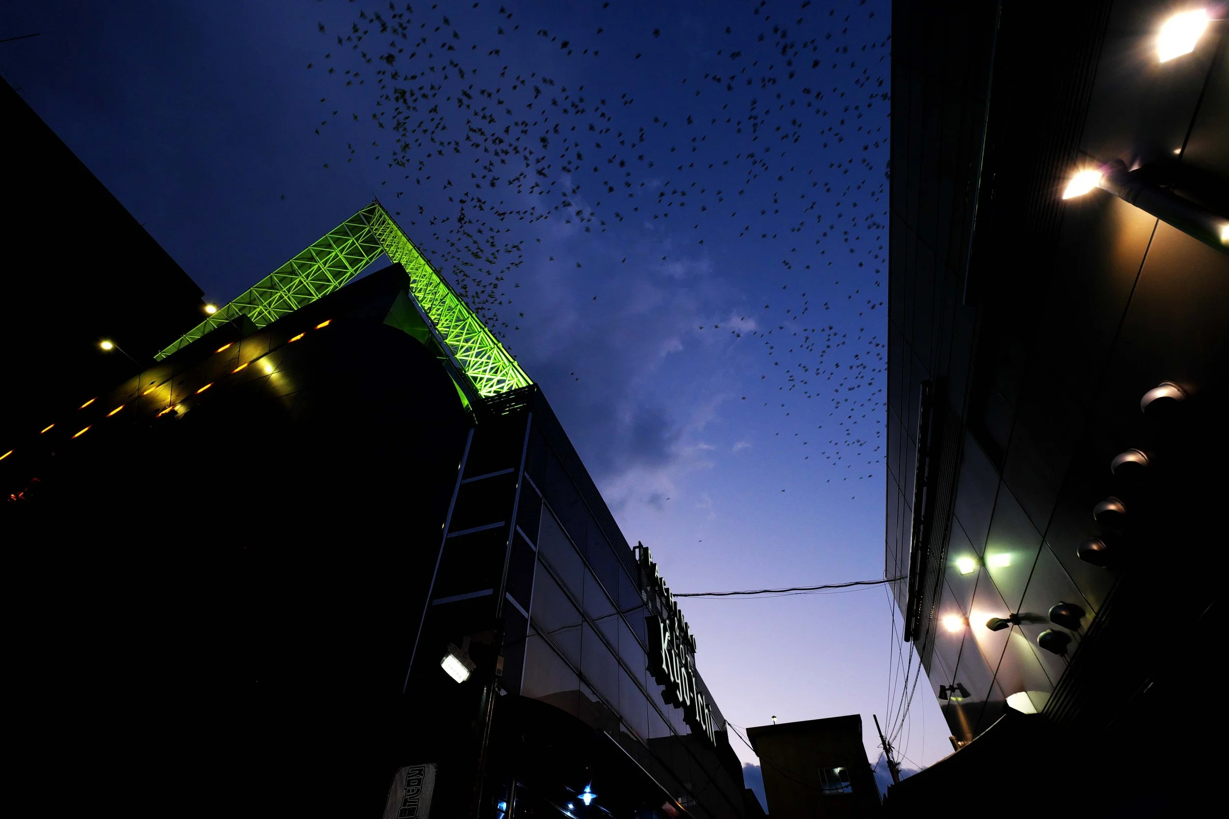 BirdsOverKyoto.jpg